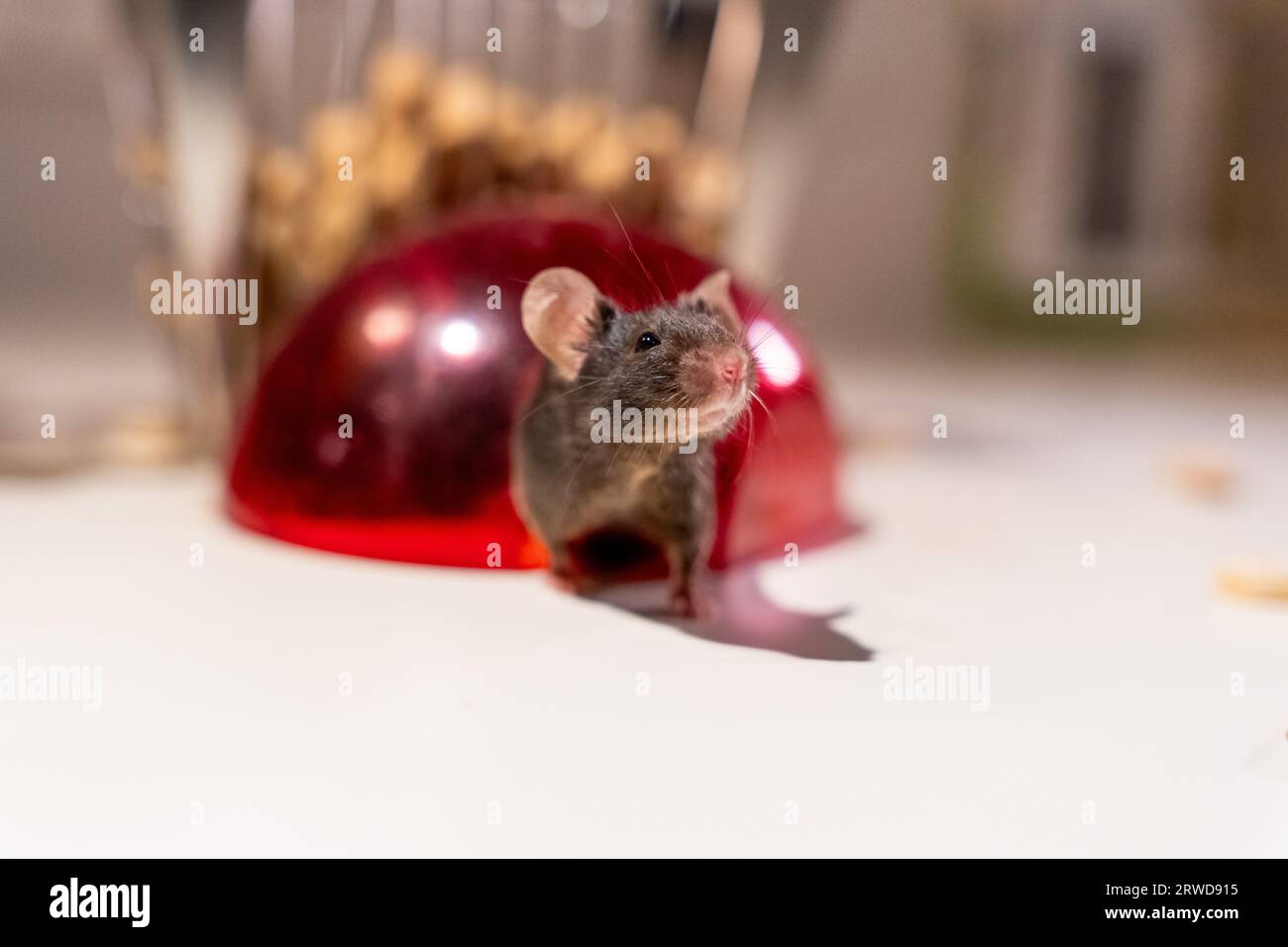 Niedliche Labormaus aus einem roten Kuppeldach Stockfoto