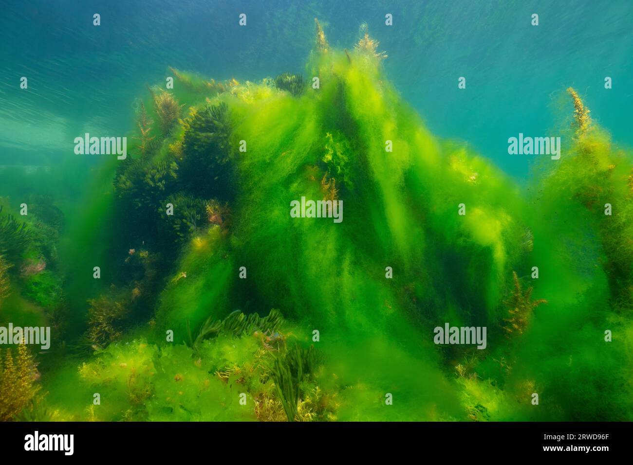 Algen blühen unter Wasser im Atlantik, Filamentalgen bedecken andere Algen, Naturschauplatz, Spanien, Galicien, Rias Baixas Stockfoto