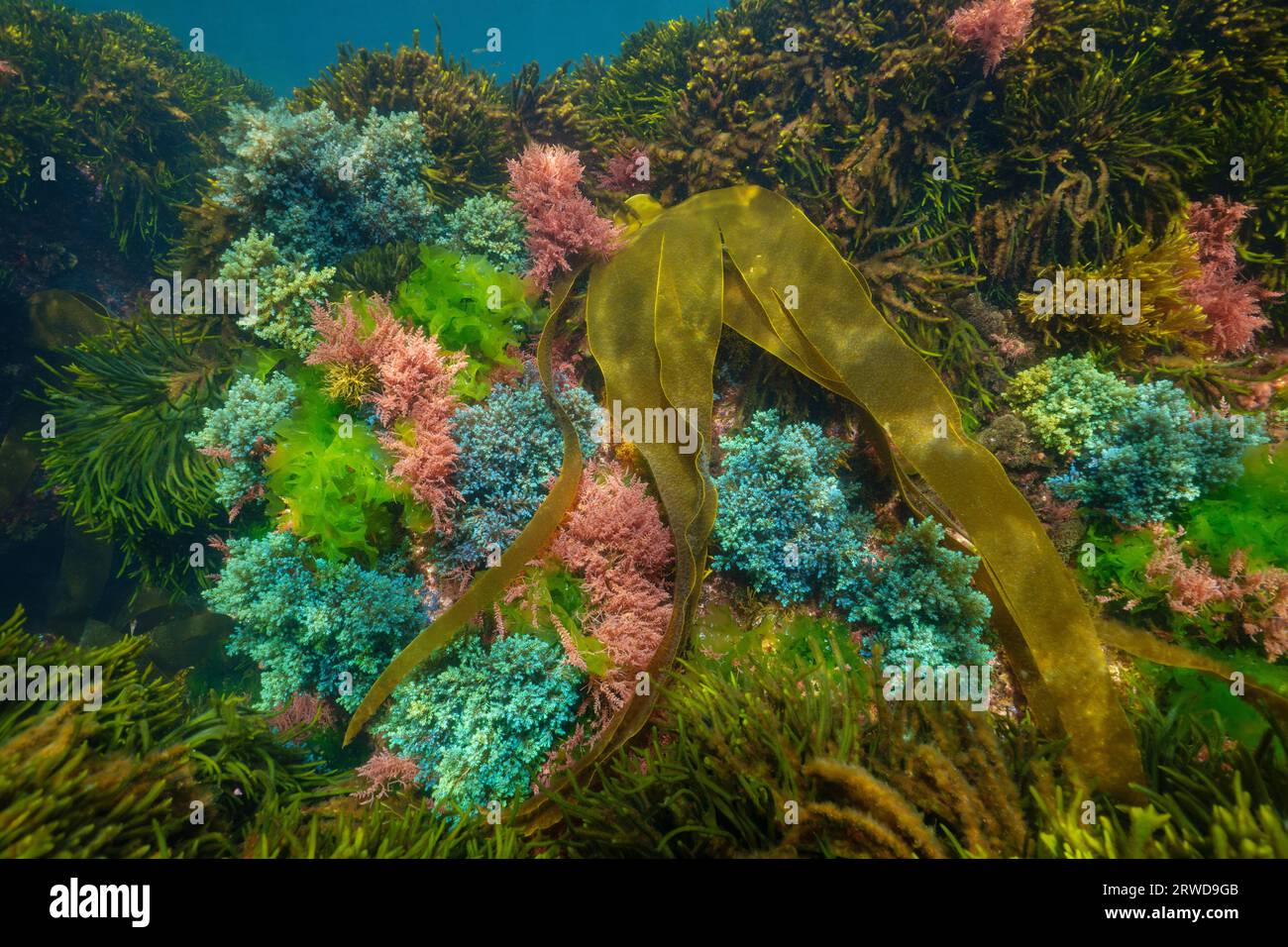 Verschiedene Algen mit verschiedenen Farben unter Wasser im Atlantik, Naturlandschaft, Spanien, Galicien, Rias Baixas Stockfoto