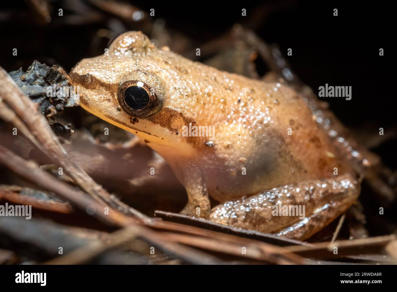 Seitenansicht eines Upland-Chorus-Frosches (Pseudacris feriarum). Raleigh, North Carolina. Stockfoto