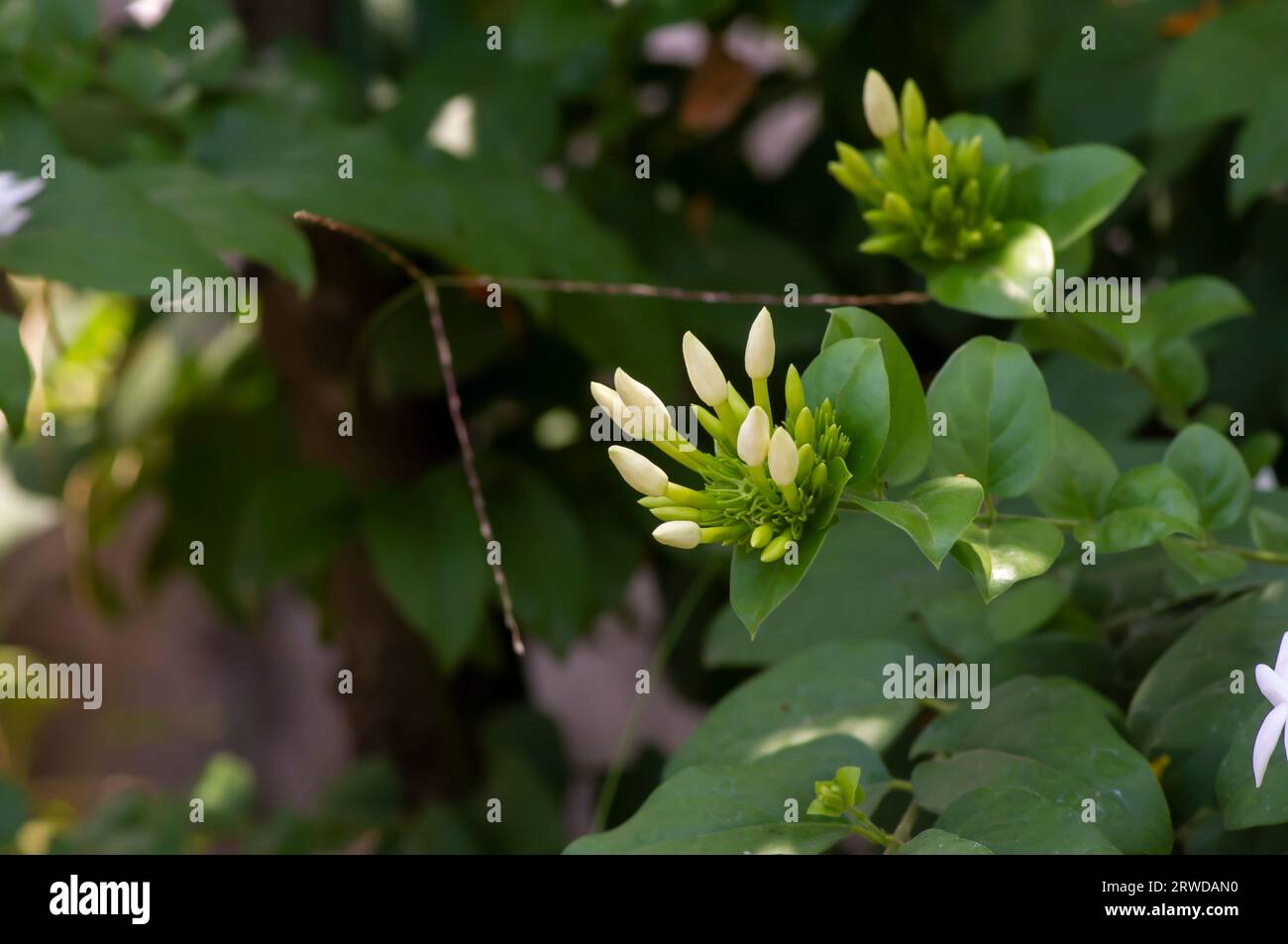 Weiße Krepp-Jasmin-Blütenknospen (Tabernaemontana divaricata), flacher Fokus. Stockfoto