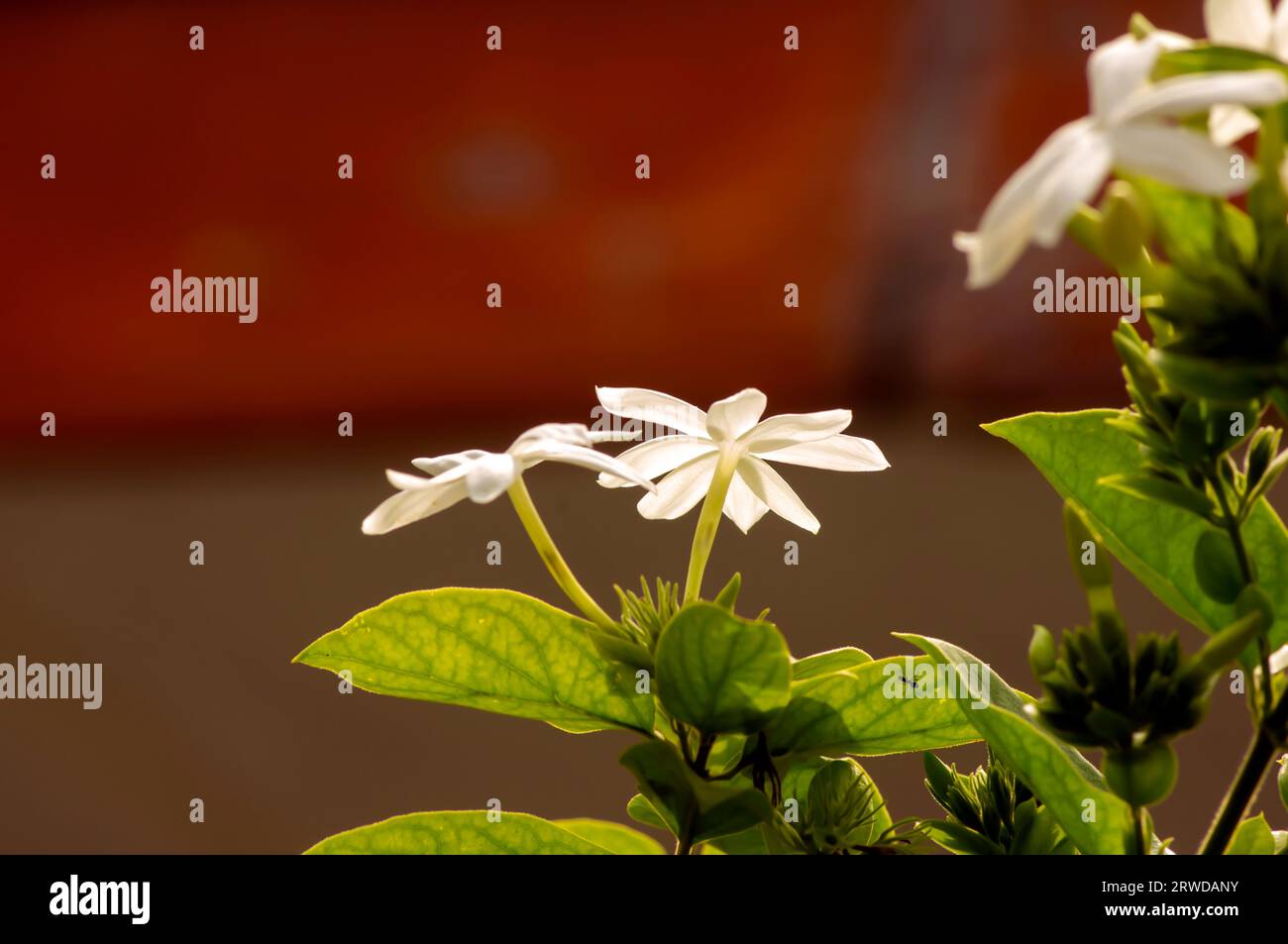 Weiße Krepp-Jasminblüten (Tabernaemontana divaricata), flacher Fokus. Stockfoto
