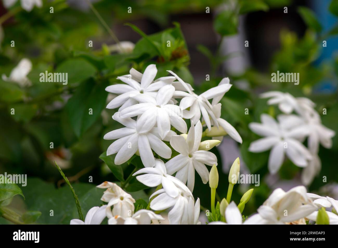 Weiße Krepp-Jasminblüten (Tabernaemontana divaricata), flacher Fokus. Stockfoto