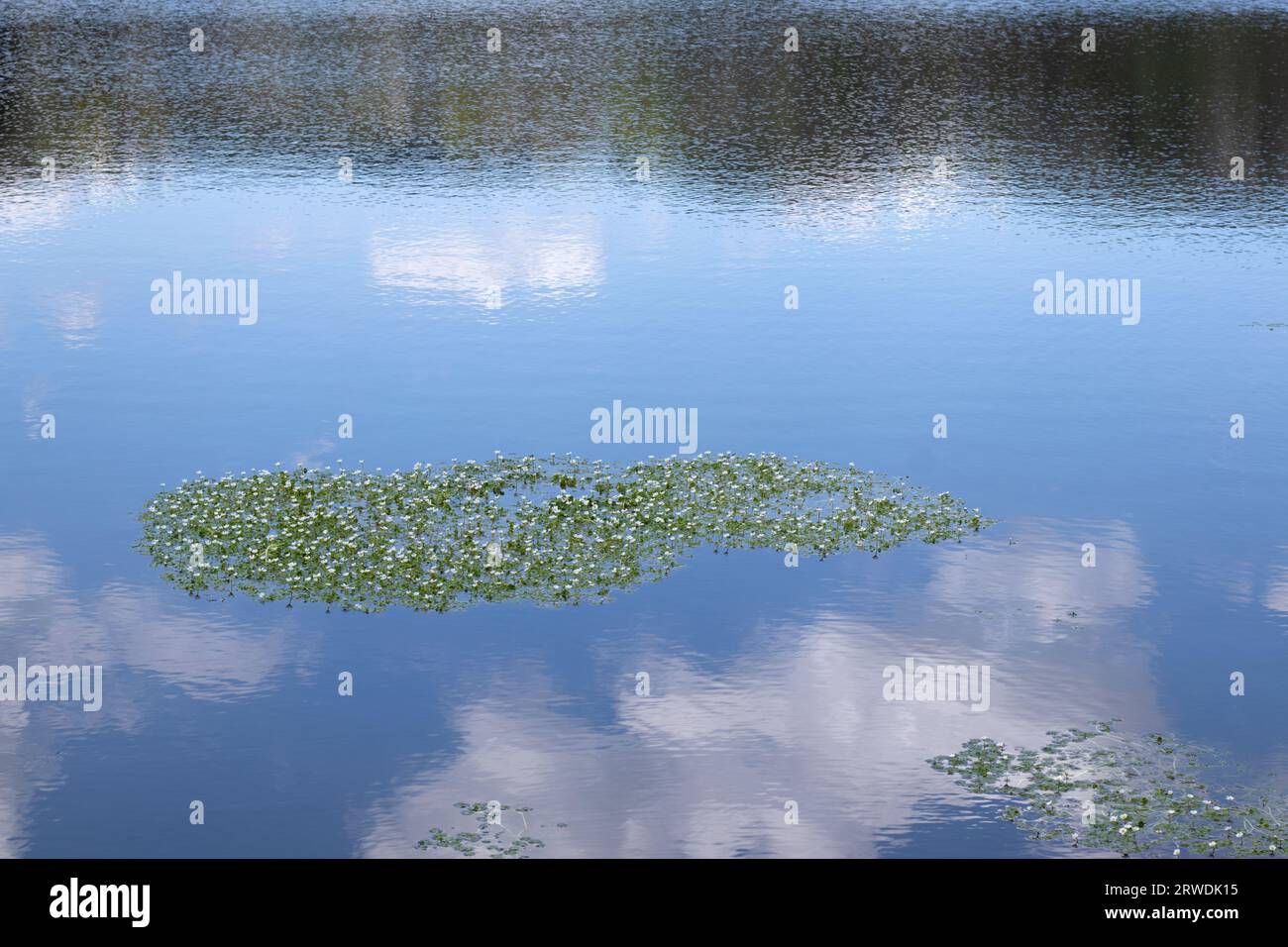 Wasserpflanzen mit Blumen und Blättern, die auf der Oberfläche des Waldsees wachsen und einen blauen Himmel und Wolken reflektieren. Grünalgenorganismen, Seerosen. Stockfoto