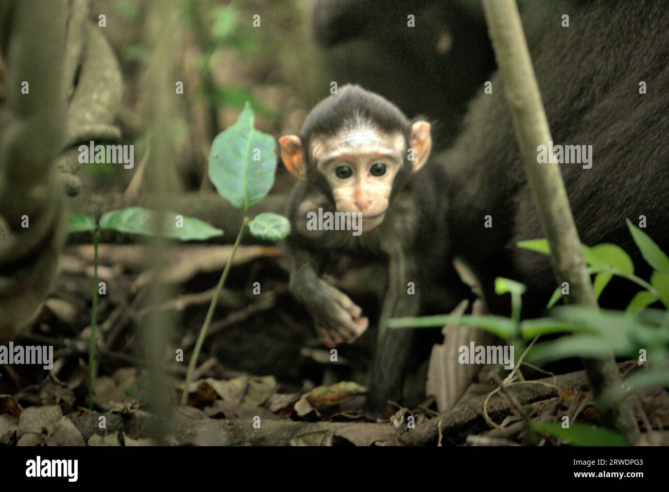 Ein Kleinkind von Makaken (Macaca nigra) verlässt seine Mutter während der sozialen Aktivität auf dem Boden im Tangkoko-Wald, Nord-Sulawesi, Indonesien. Der Klimawandel könnte die Habitateignung von Primatenarten verringern, was sie zwingen könnte, sich aus sicheren Lebensräumen zu entfernen und mehr potenziellen Konflikten mit Menschen ausgesetzt zu sein, sagen Wissenschaftler. Ein kürzlich erschienener Bericht ergab, dass die Temperatur im Tangkoko-Wald tatsächlich steigt und der Fruchtbestand insgesamt zurückgeht. Die Makaken gehören zu den 10 % der Primatenarten, die sehr anfällig für Dürren sind. Stockfoto