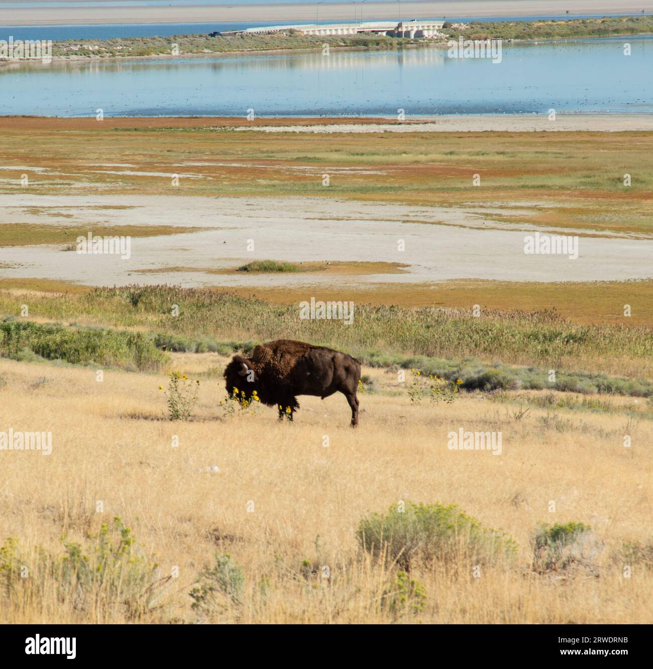 Ein Bison I die gelbe Grasprärie des Antelope Island State Park im Great Salt Lake, Utah. Stockfoto