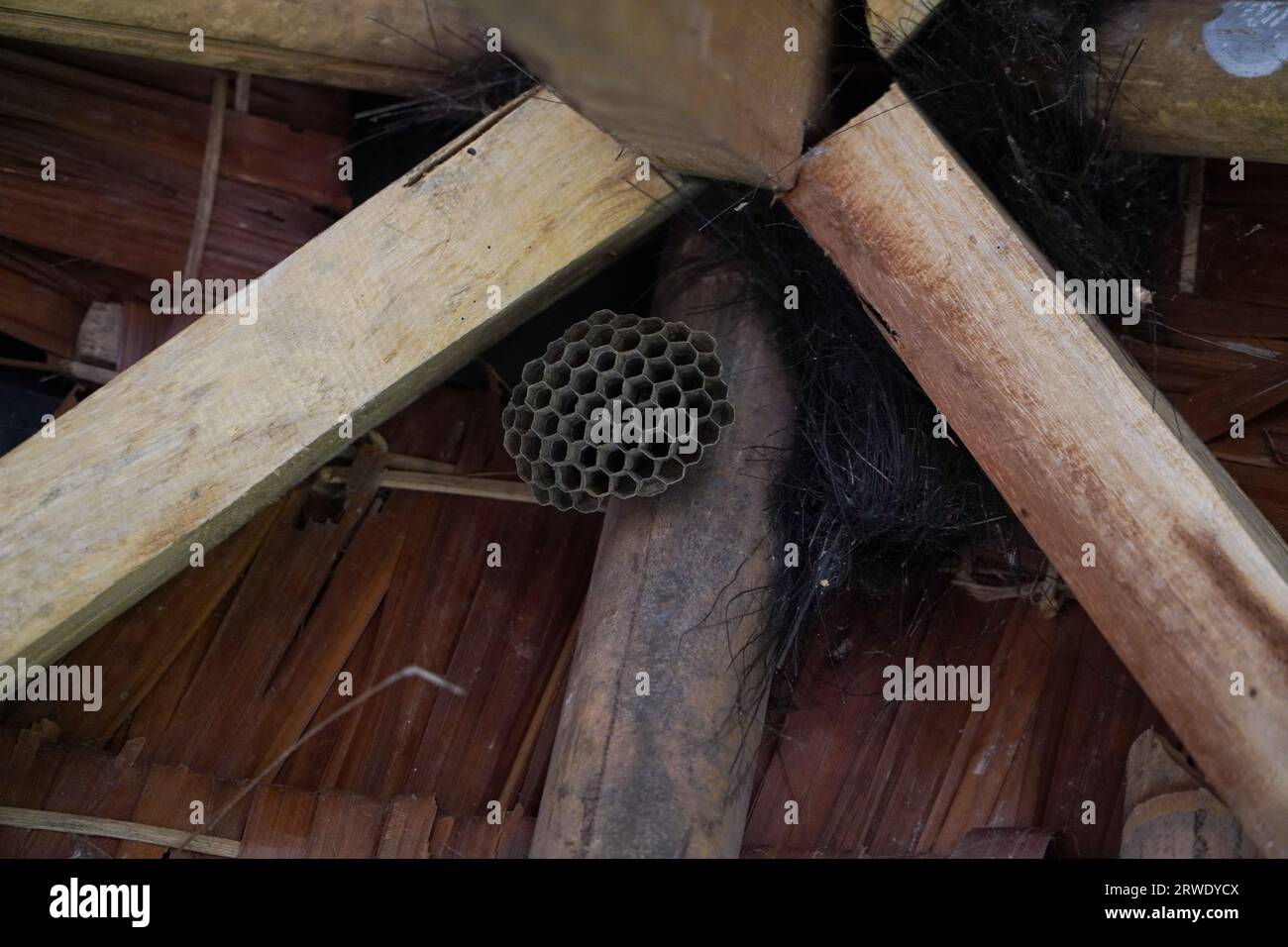 Wespennest unter dem Dach des Pavillons, gefährliche Insekten für Menschen Stockfoto