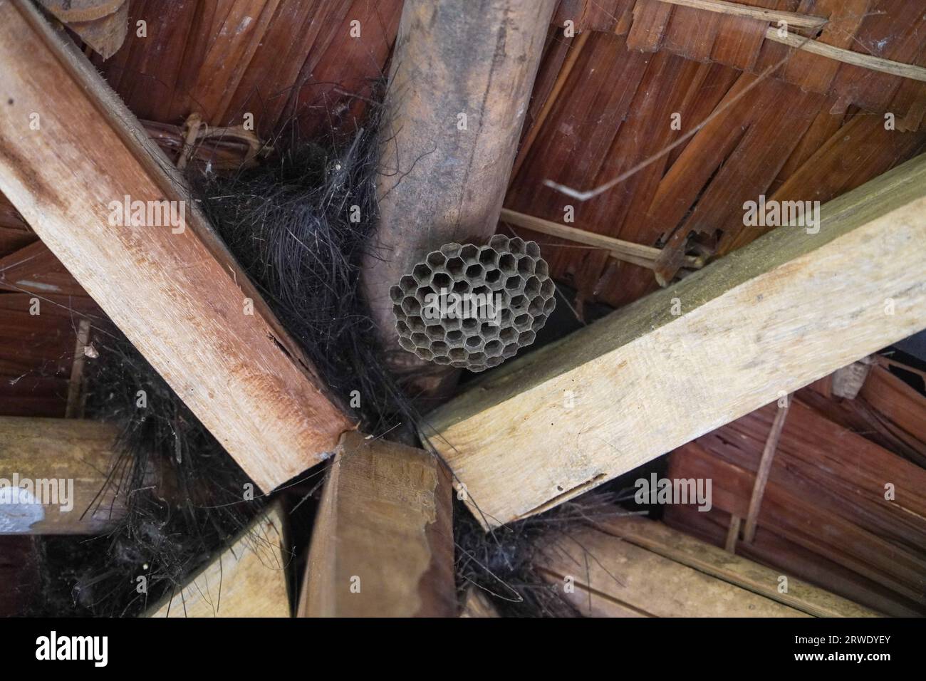 Wespennest unter dem Dach des Pavillons, gefährliche Insekten für Menschen Stockfoto