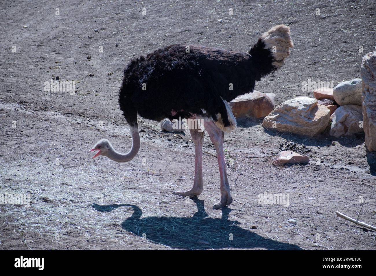 Ein männlicher Strauß, der im Zoo von Utah nach Nahrung sucht. Stockfoto