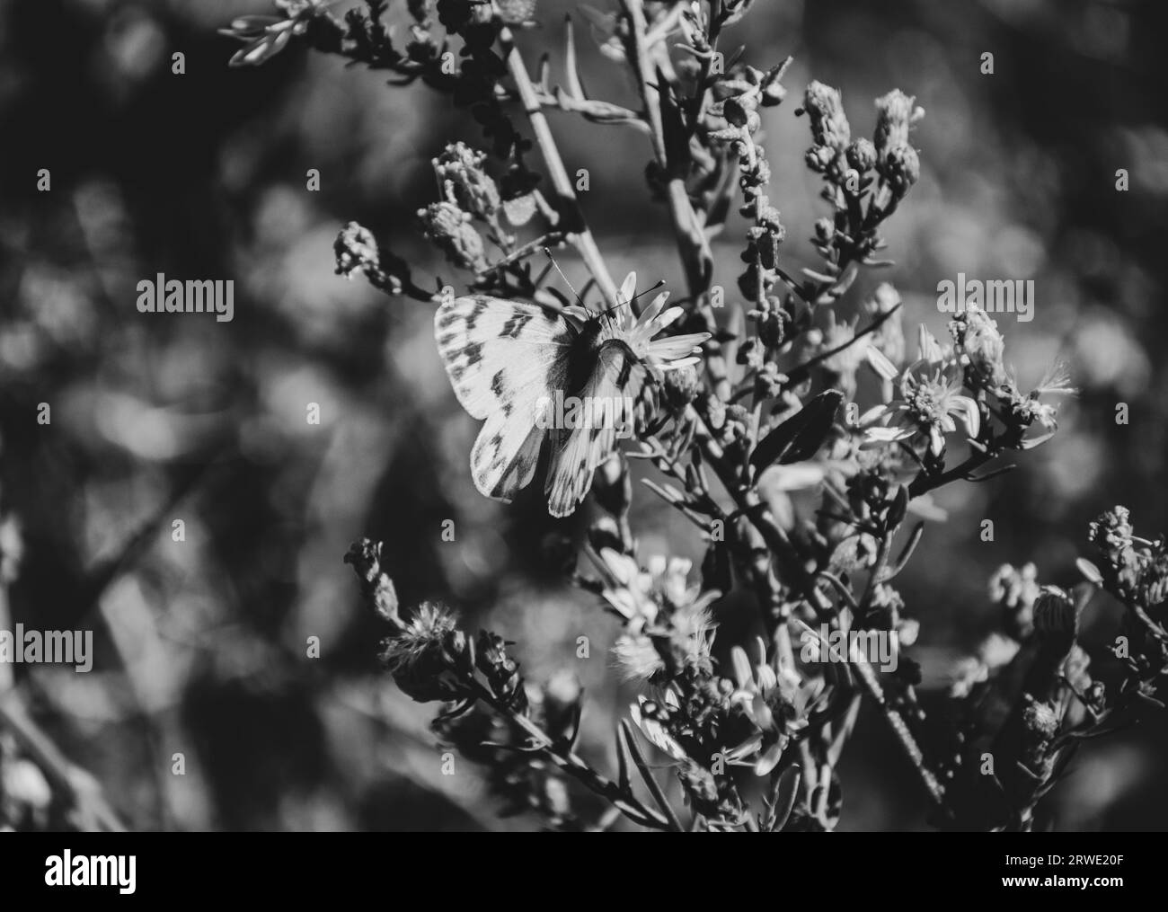 Kleine weiße und schwarze Butter auf der Blume. Stockfoto
