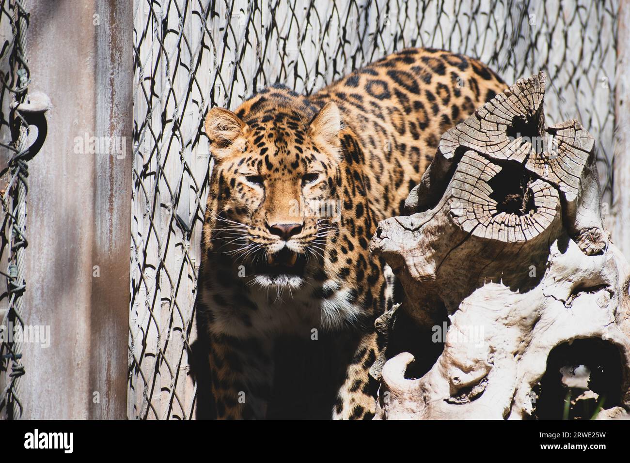 Ein Amur Leopard neben einem Zaun in einem Zoo-Gehege; mit Punktmuster Pelz. Stockfoto