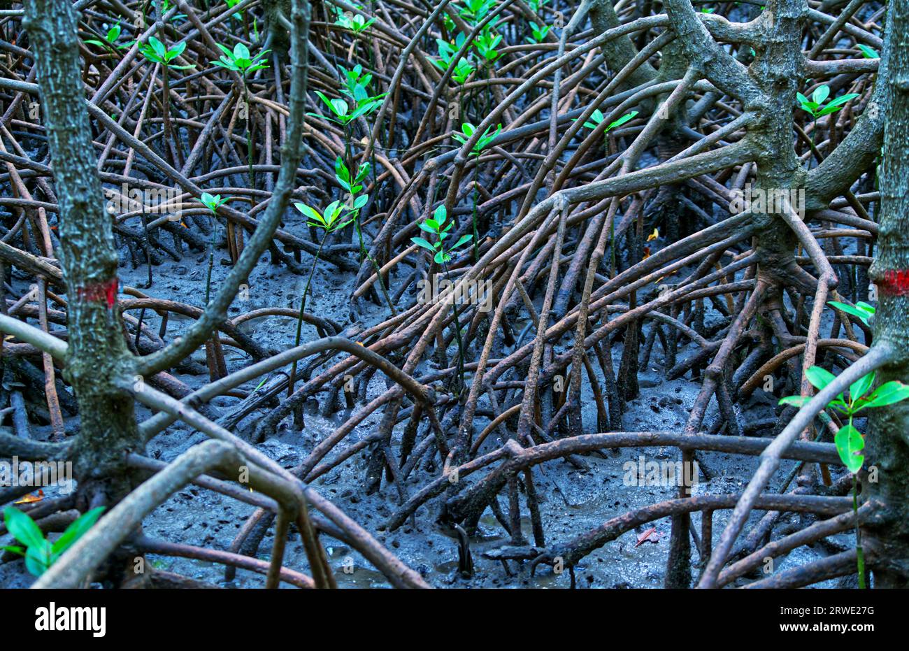 Landschaftsbild des Mangrovenwaldes, nah an den Wurzeln und Schlamm. Stockfoto