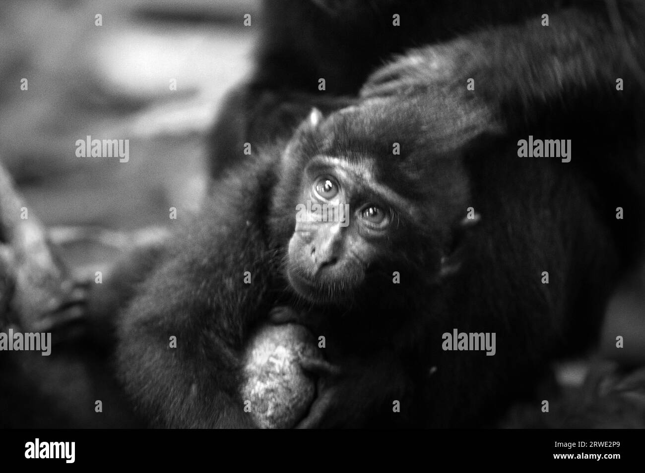 Ein Makaken (Macaca nigra) wird von einer älteren Person gepflegt, da sie soziale Aktivitäten im Tangkoko Nature Reserve, Nord-Sulawesi, Indonesien, ausüben. Ein kürzlich erschienener Bericht eines Wissenschaftlerteams unter der Leitung von Marine Joly ergab, dass die Temperatur im Tangkoko-Wald zunimmt und die Fruchtfülle insgesamt abnimmt. „Zwischen 2012 und 2020 stiegen die Temperaturen im Wald um bis zu 0,2 Grad pro Jahr, und der Fruchtbestand ging insgesamt um 1 Prozent pro Jahr zurück“, schrieb sie im International Journal of Primatology. "In einer wärmeren Zukunft müssten sie sich anpassen, .. Stockfoto