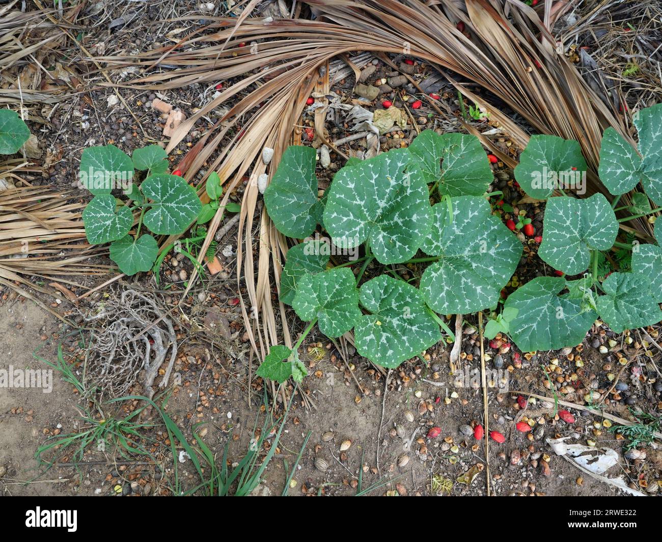 Kürbisbaum, der auf unbefestigtem Land wächst, Anbaufläche für Küchengartenpflanzen, Thailand Stockfoto