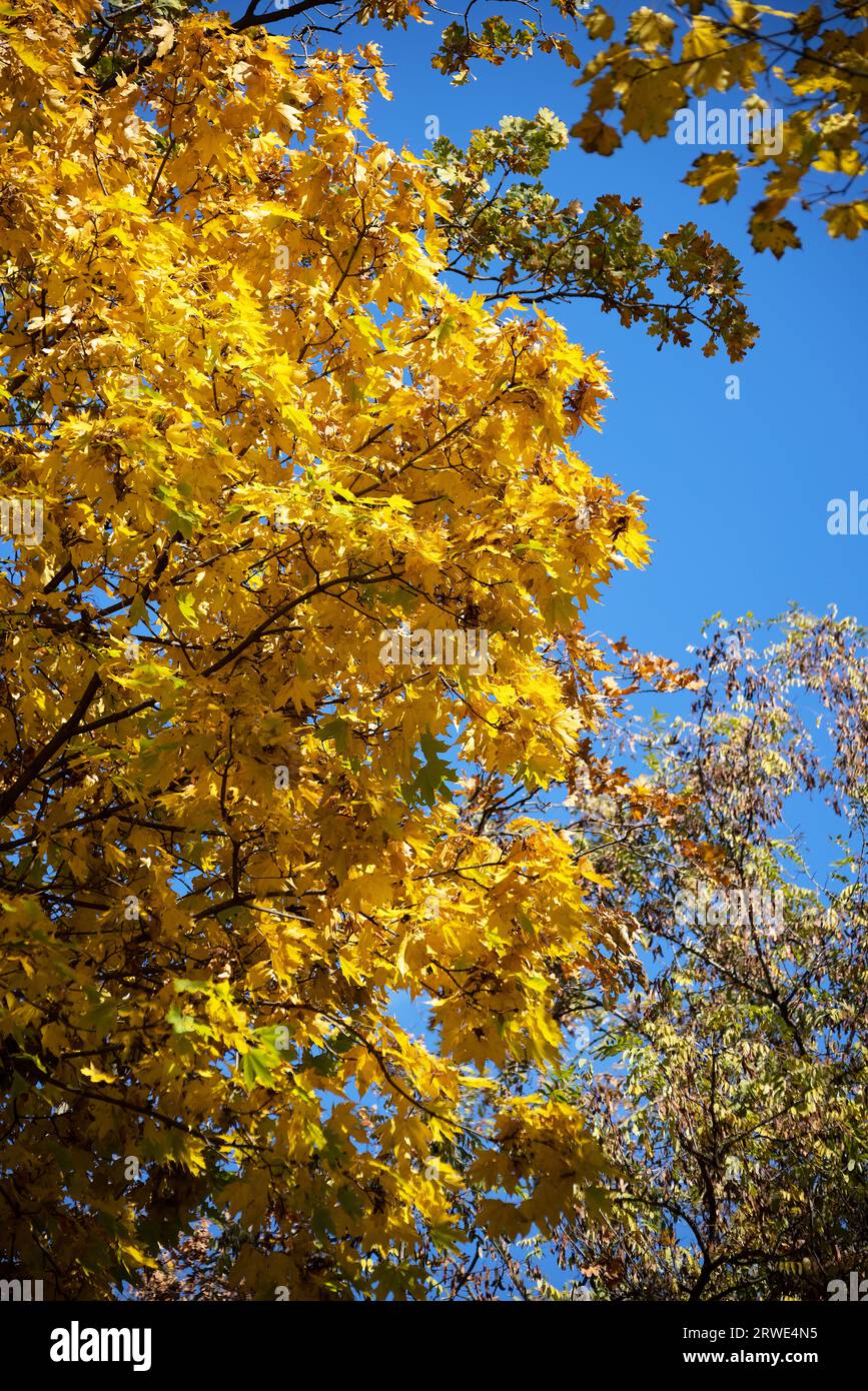 Herbstwald an einem sonnigen Septembertag. Hellgelber Ahornlaub vor einem klaren blauen Himmel. Schöne helle Herbstfarben. Selektiver Fokus Stockfoto