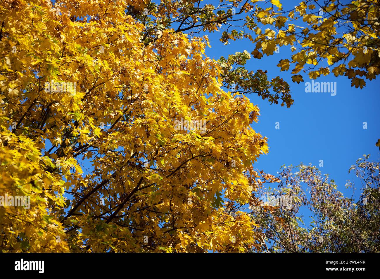 Baumzweige mit hellgelben Blättern vor klarem blauem Himmel. Hellgelbe Ahornblätter am sonnigen Septembertag. Schöne helle Herbstfarben. Stockfoto