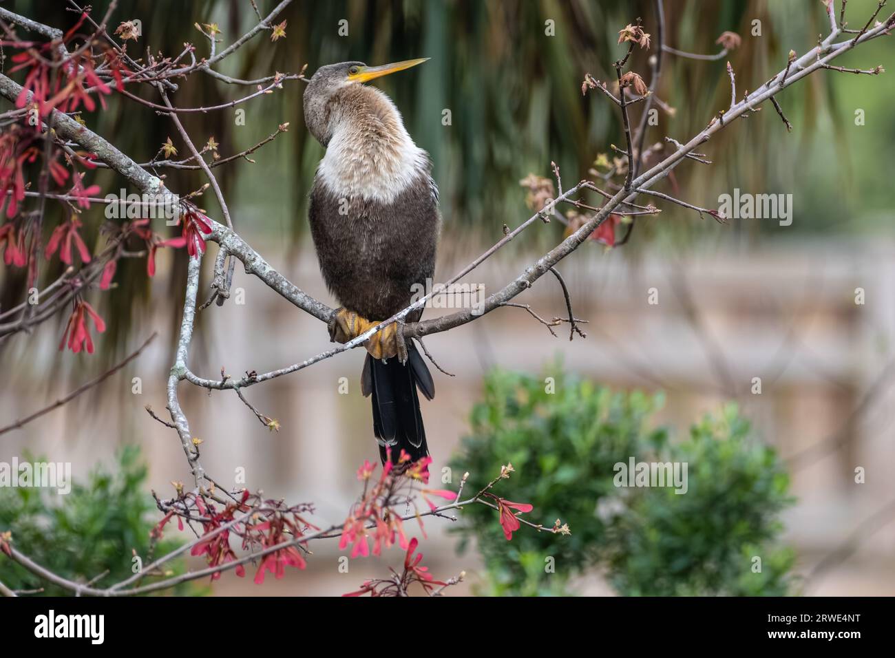 Florida Anhinga (auch bekannt als Schlangenvogel oder amerikanischer Dartpfeil) inmitten rosa Blüten im Bird Island Park in Ponte Vedra Beach, Florida. (USA) Stockfoto