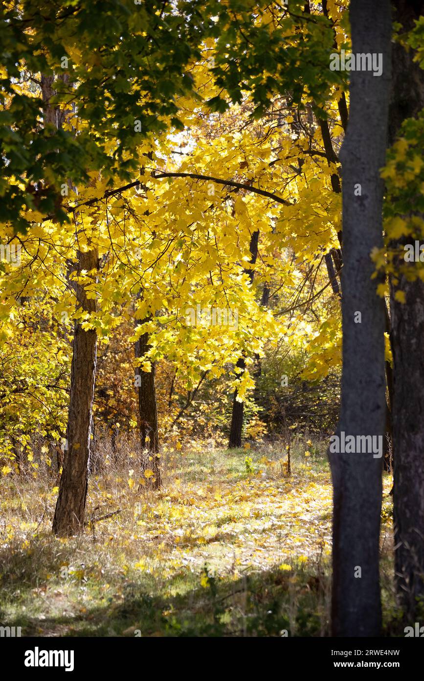 Herbstwald an einem sonnigen Septembertag. Hellgelbe Ahornblätter. Schöne helle Herbstfarben. Selektiver Fokus Stockfoto