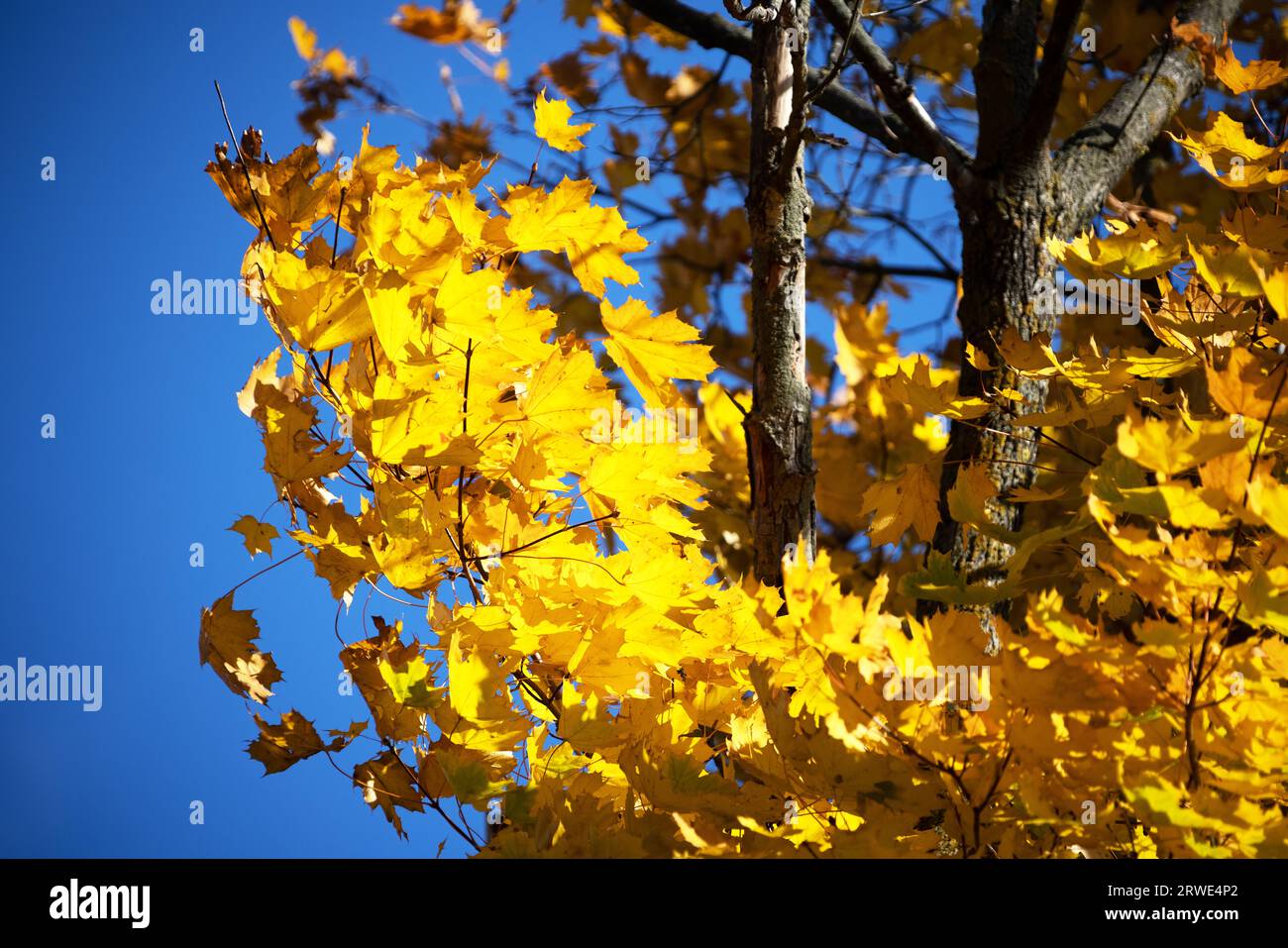 Ahornzweig vor dem Hintergrund des klaren blauen Himmels. Helle, gelbe Ahornblätter an einem sonnigen Septembertag. Schöne helle Herbstfarben Stockfoto
