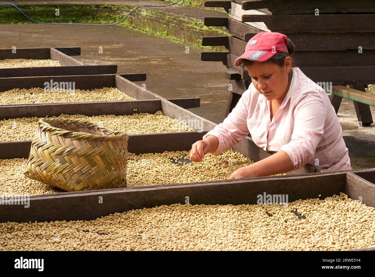 Arbeitnehmerin Sortierung Kaffeebohnen auf der Finca Selva Negra Kaffee-Plantage in der Nähe von Matagalpa, Nicaragua Stockfoto