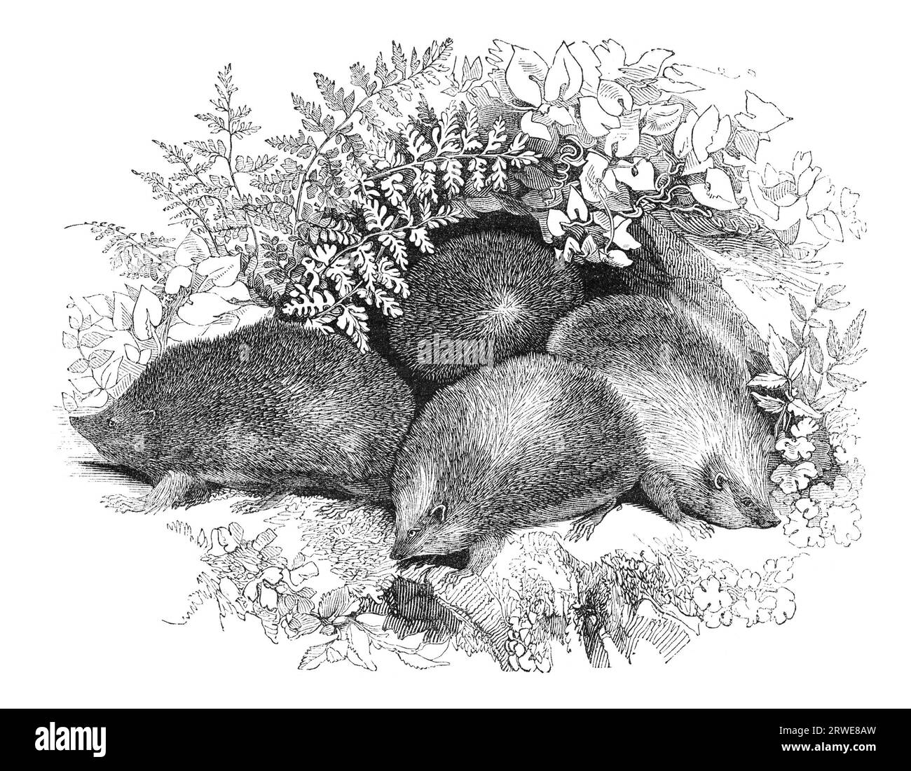 Igel in ihrer Frühjahrskleidung. Gravur aus dem Penny Magazine, juni 1843 Stockfoto