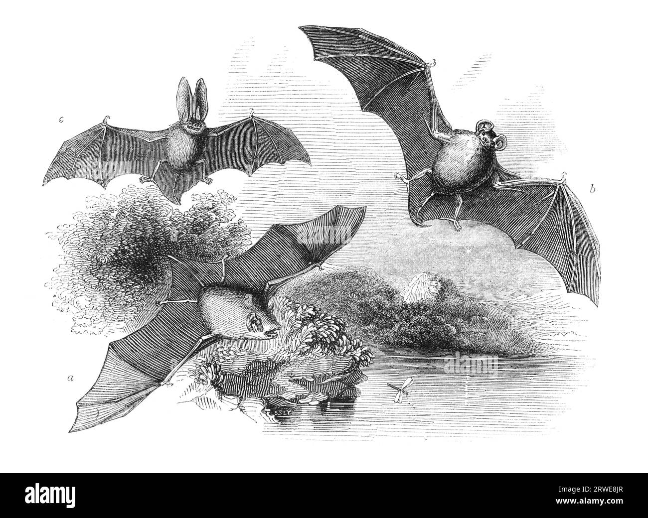 A. Gemeinsame Fledermaus B. große Fledermaus C. Langohr-Fledermaus. Gravur eines unbekannten Künstlers aus dem englischen Penny Magazine, gedruckt 1843 Stockfoto