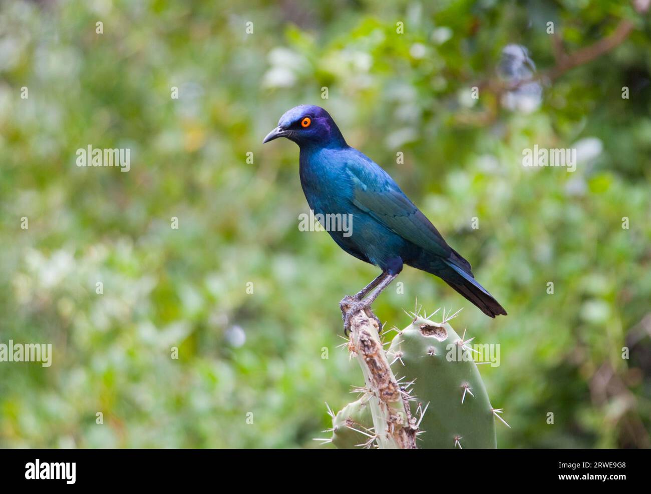 Grüner blinkender Stern im Addo Elephant Park Südafrika Stockfoto