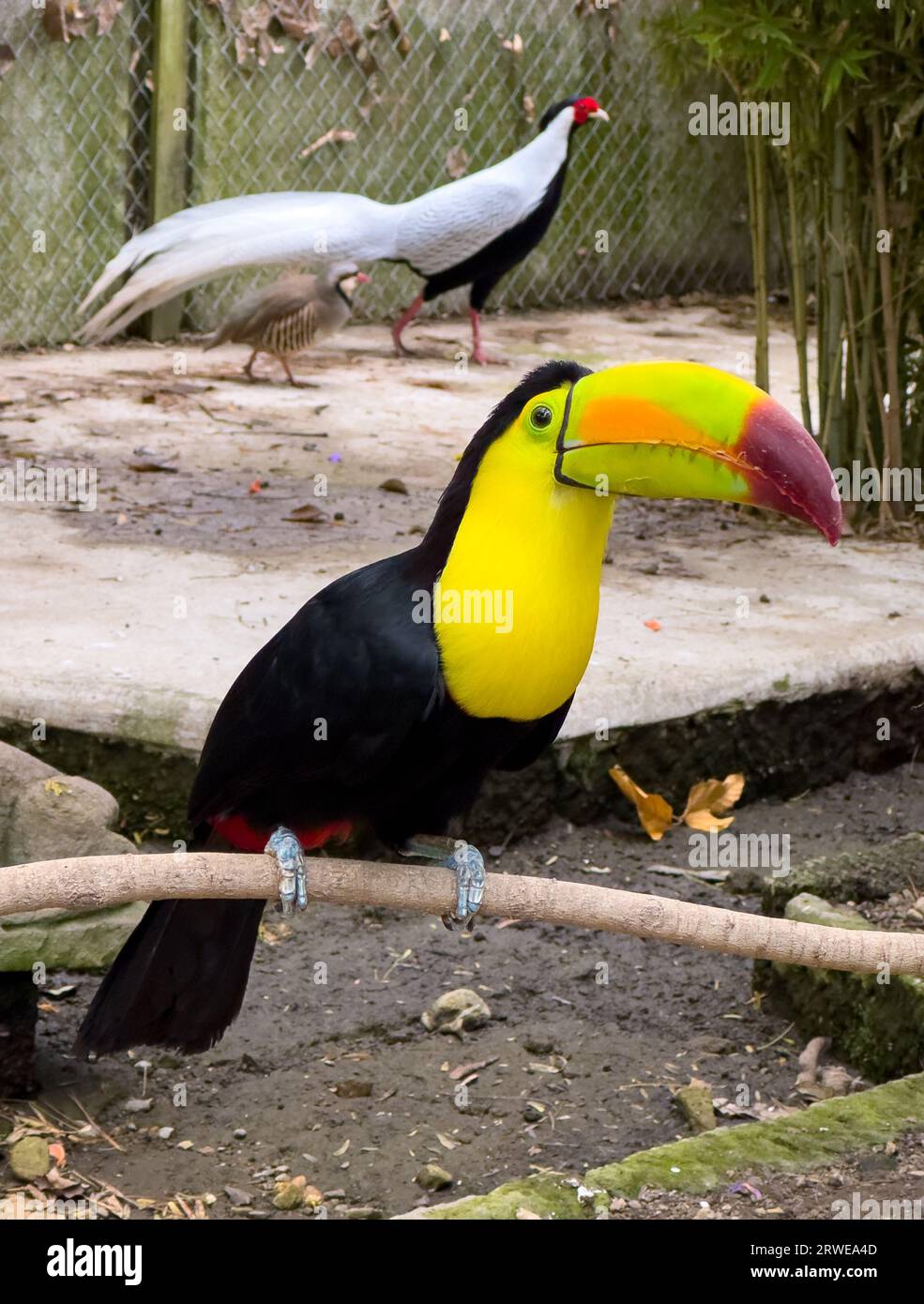 Kiel Billed Toucan Ramphastos sulfuratus auf einem Barsch mit anderen Vögeln dahinter Stockfoto