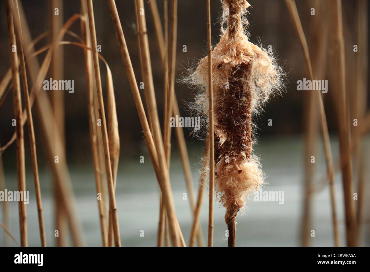 Samen des Schmalblättrigen Kadaver, Hintergrund von gefrorenem Teich und Wald, mit der Tiefe des Feldes genommen Stockfoto
