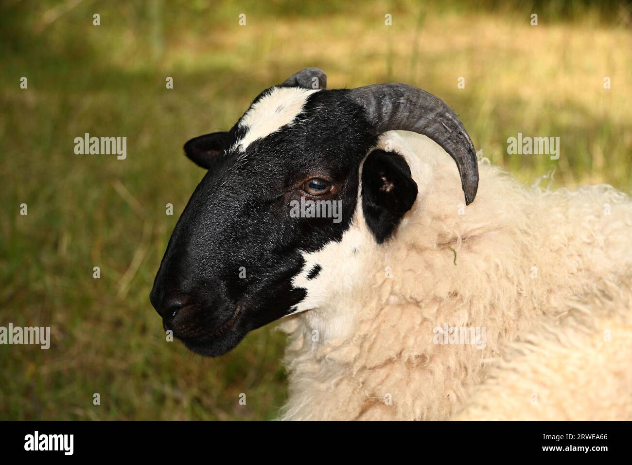 Porträt einer Schwarzkopfziege, Hintergrundwiese, aufgenommen mit Tiefenschärfe Stockfoto