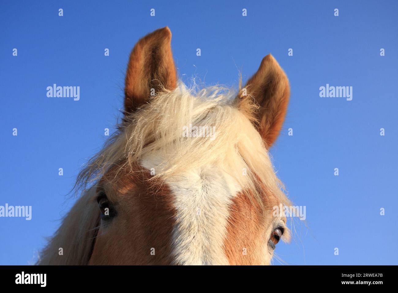 Pferdeporträt, Hintergrund blauer Himmel Stockfoto