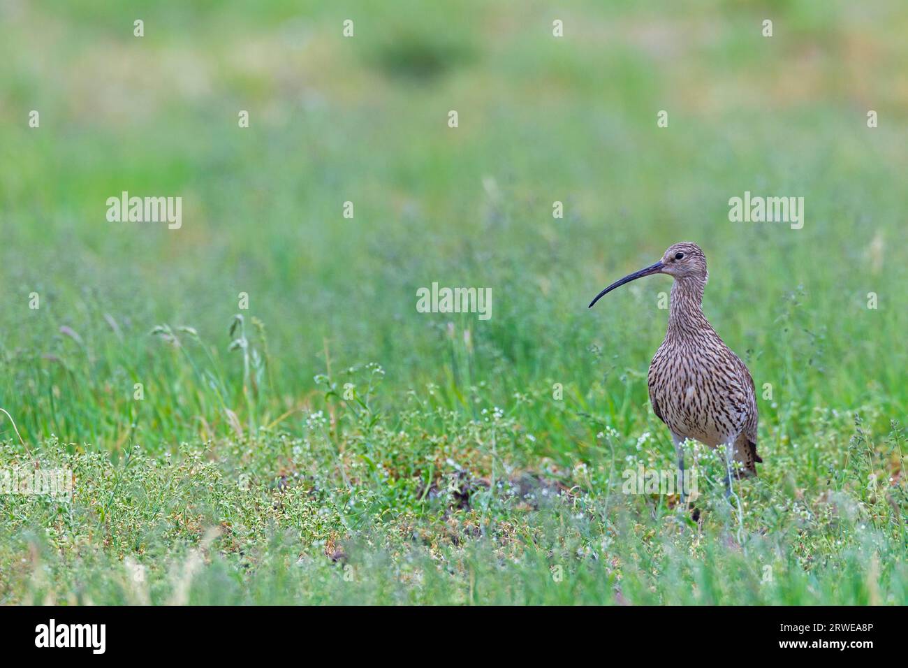 Eurasische Curlew (Numenius arquata), die Brutperiode beginnt im April und Mai (Foto Eurasische Curlew in ihrem Zuchtgebiet), Eurasische Curlew brütet Stockfoto