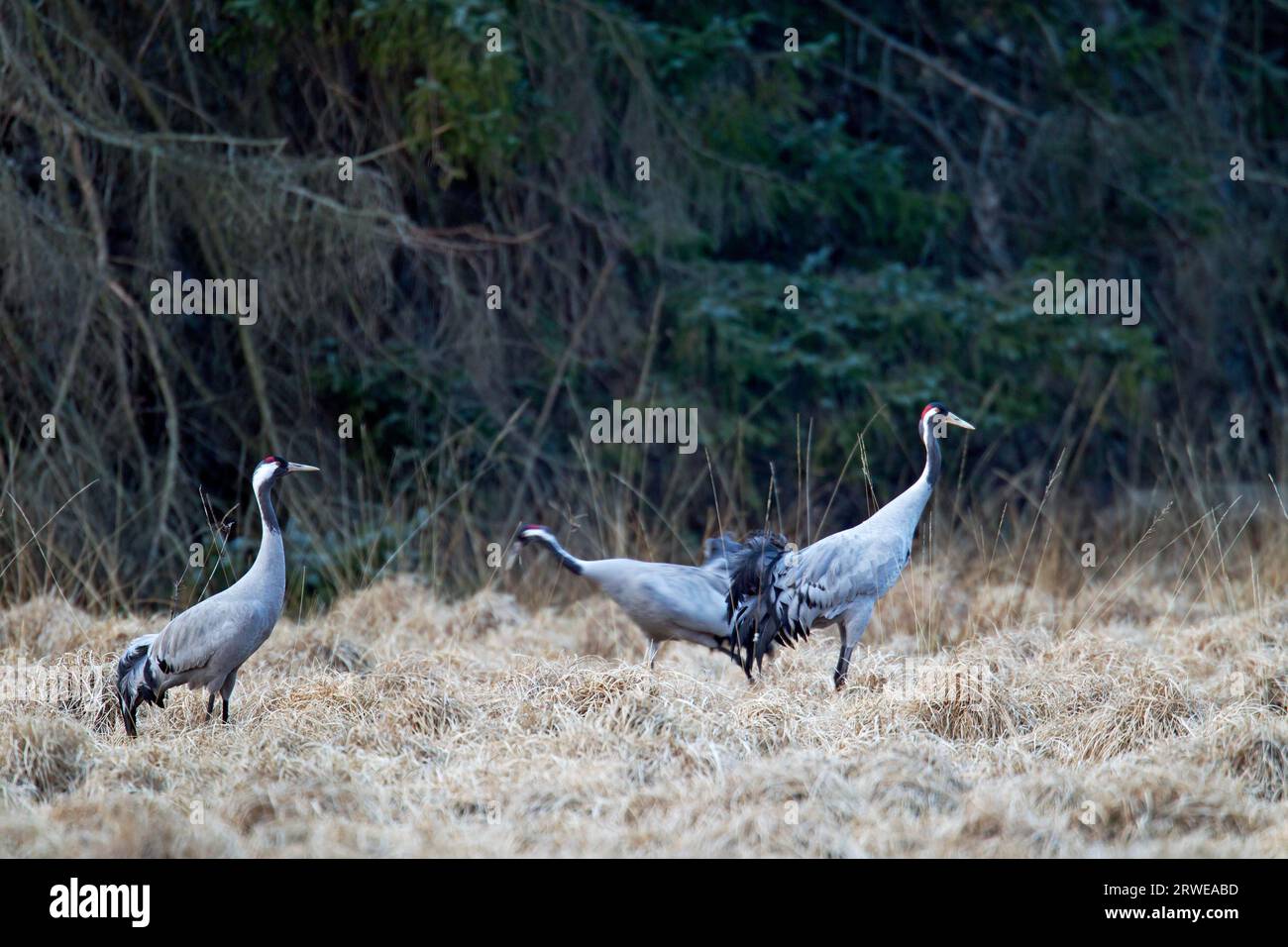Kran, der laute, trompetenartige Ruf ist aus großen Entfernungen zu hören (gewöhnlicher Kran (Grus grus) Stockfoto