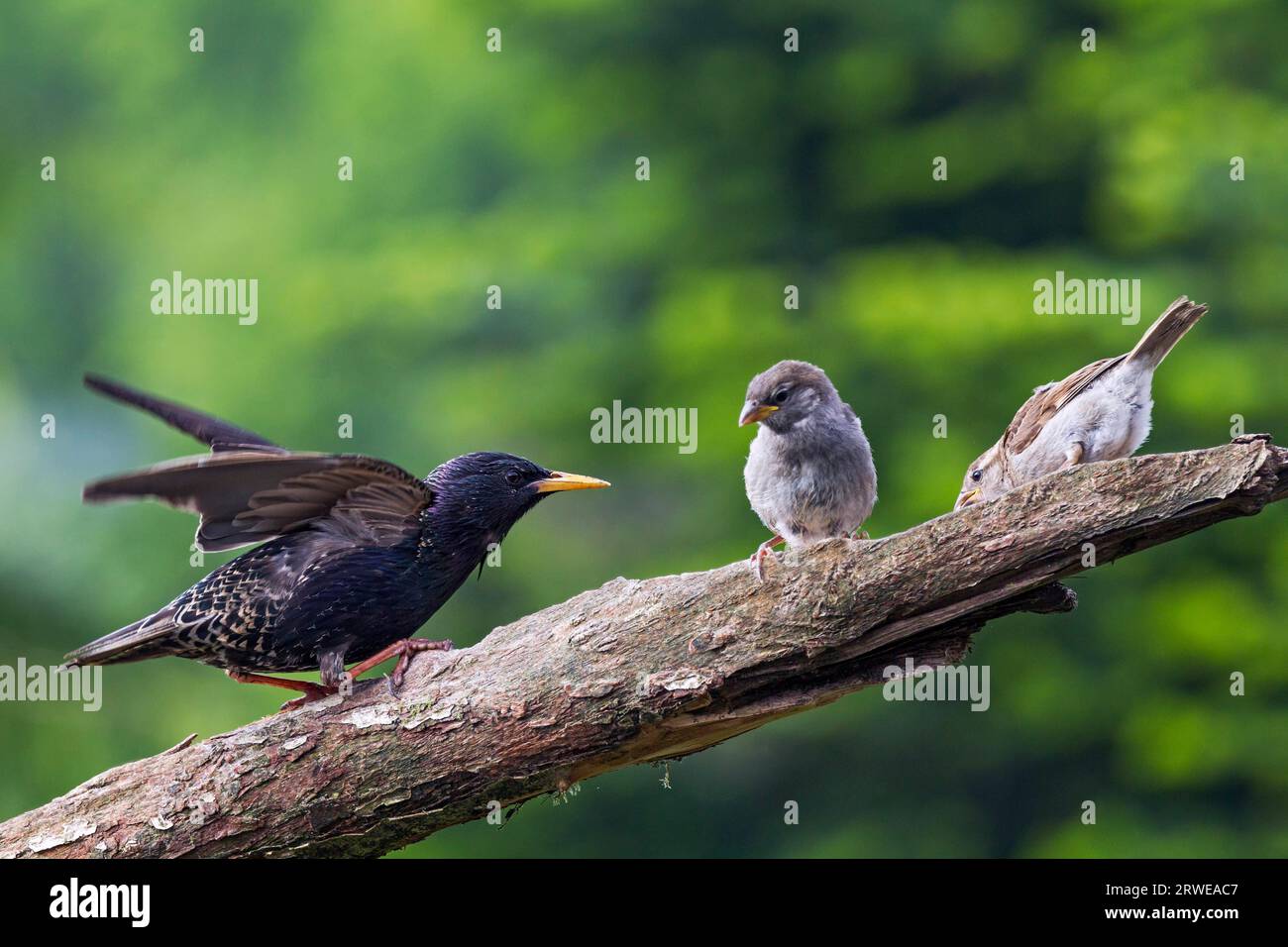 Starling (Sturnus vulgaris) im Zuchtgefieder trifft auf Jungfarnspatzen (Passer domesticus) Starling ist ein Tagesstarn Stockfoto