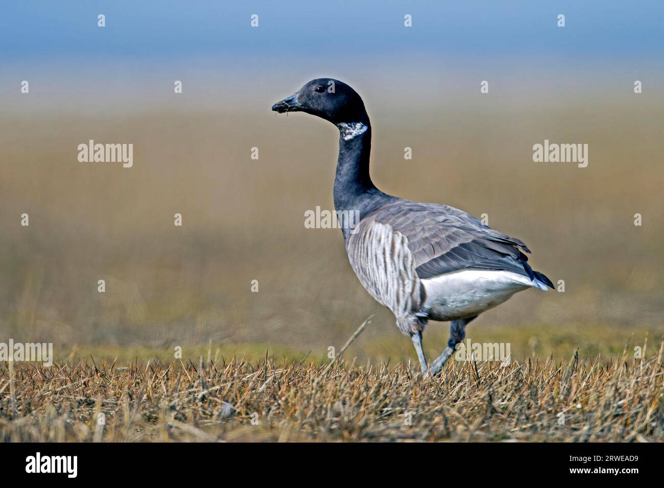 Brantgans (Branta bernicla) ist die kleinste und dunkelste Art aller Seegänse (Foto Brent Goose auf einer Salzwiese), Brent Goose ist eine kleine Gans Stockfoto