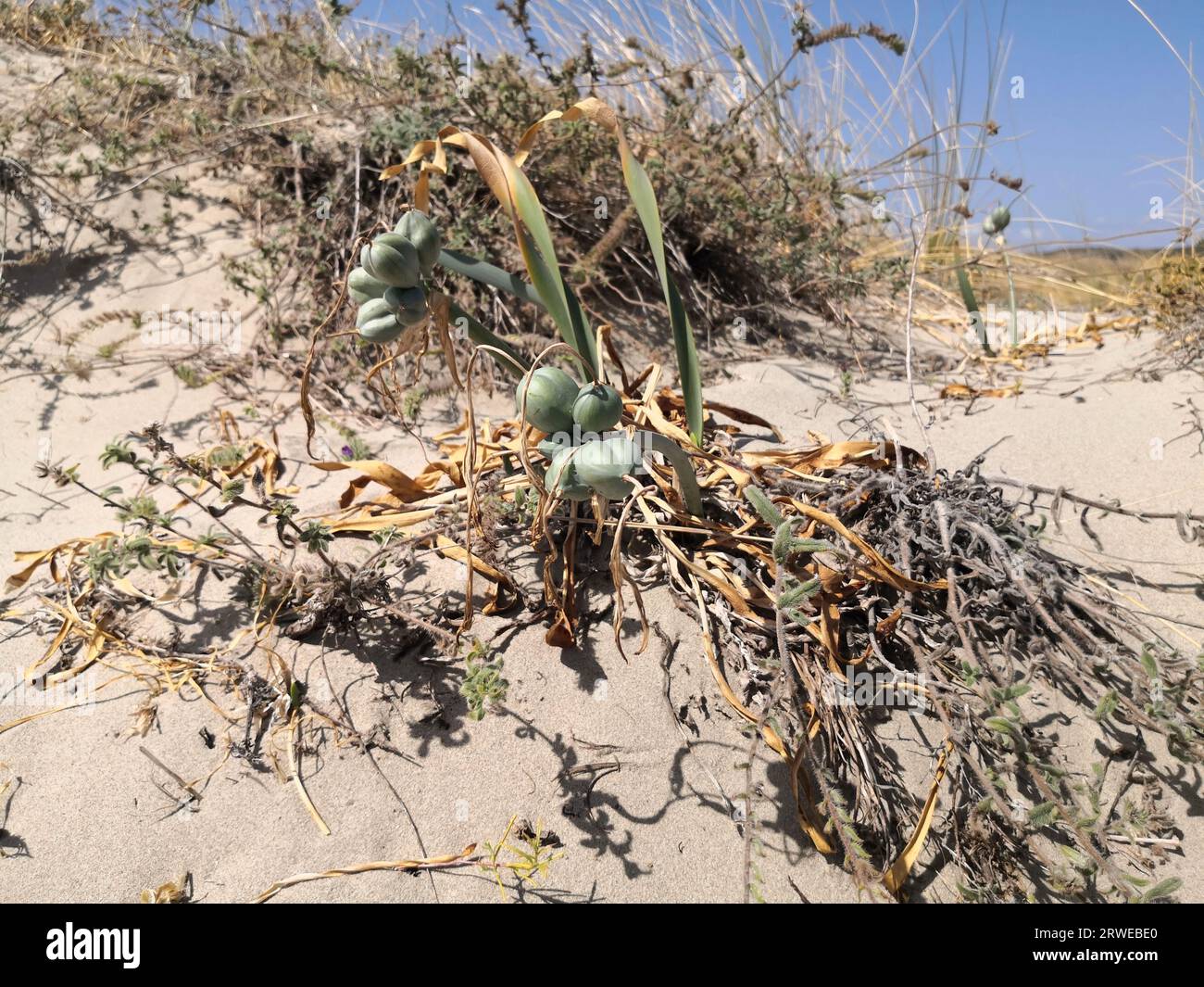 Seegarnarzisse, Pancratium maritimum Seeds Stockfoto