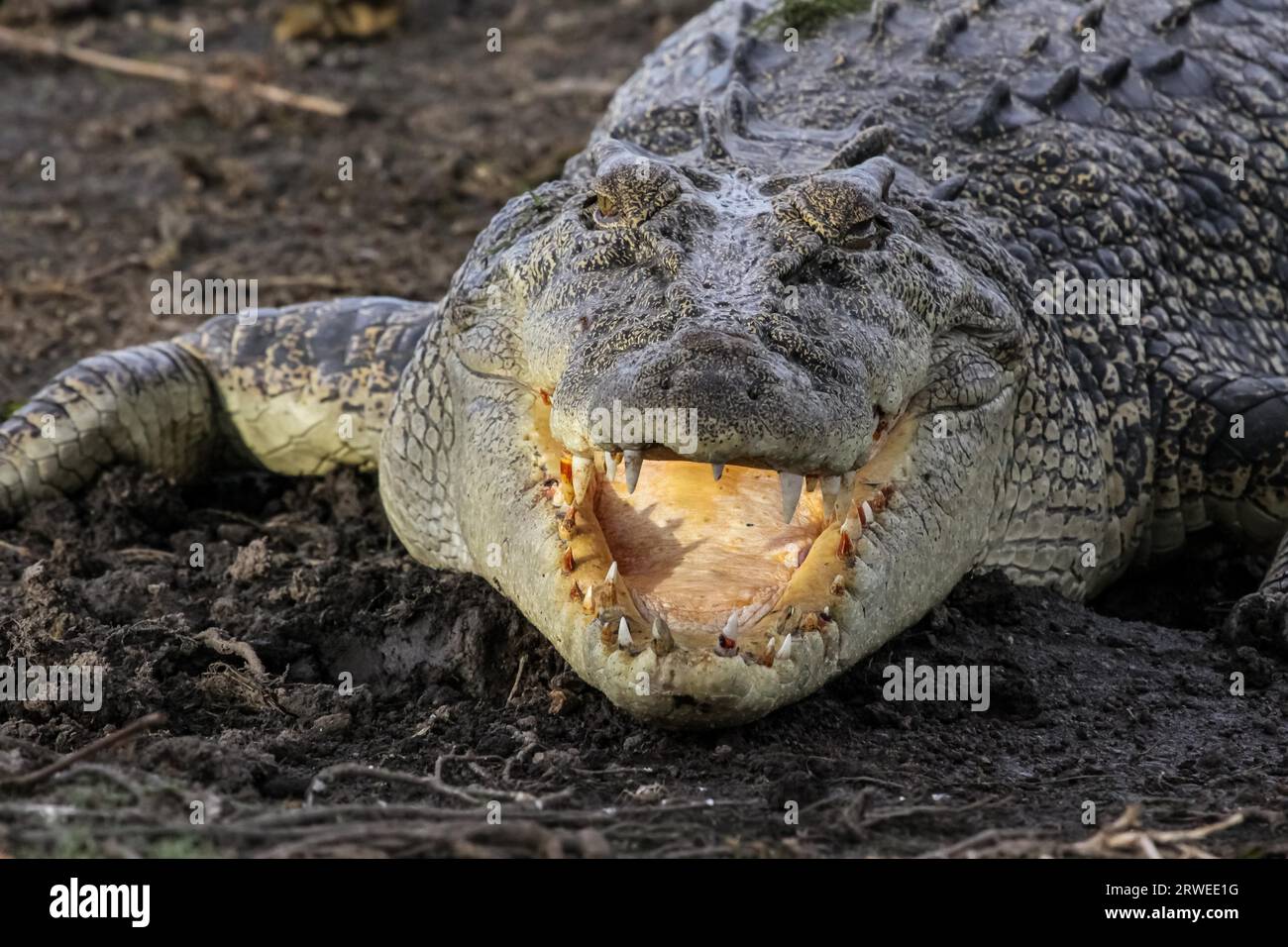 Salzwasser Krokodil liegt am Flussufer mit offenem Mund, Gelbes Wasser, Kakadu Nationalpark, Aust Stockfoto