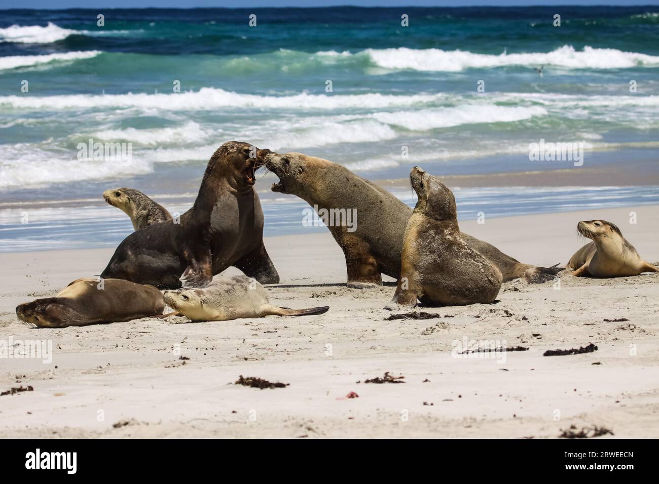 Gruppe von australischen Seelöwen spielen am Strand, Seal Bay, Kangaroo Island, South Australia Stockfoto