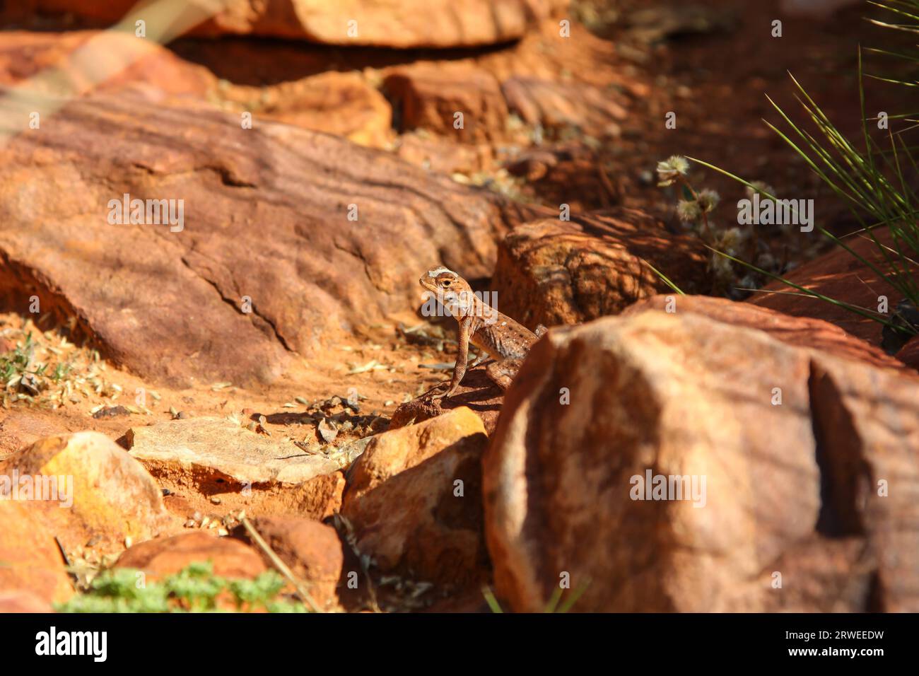 Ring tailed Drachen, perfekte Tarnung, KIngs Canyon, Watarrka National Park, Australien Stockfoto