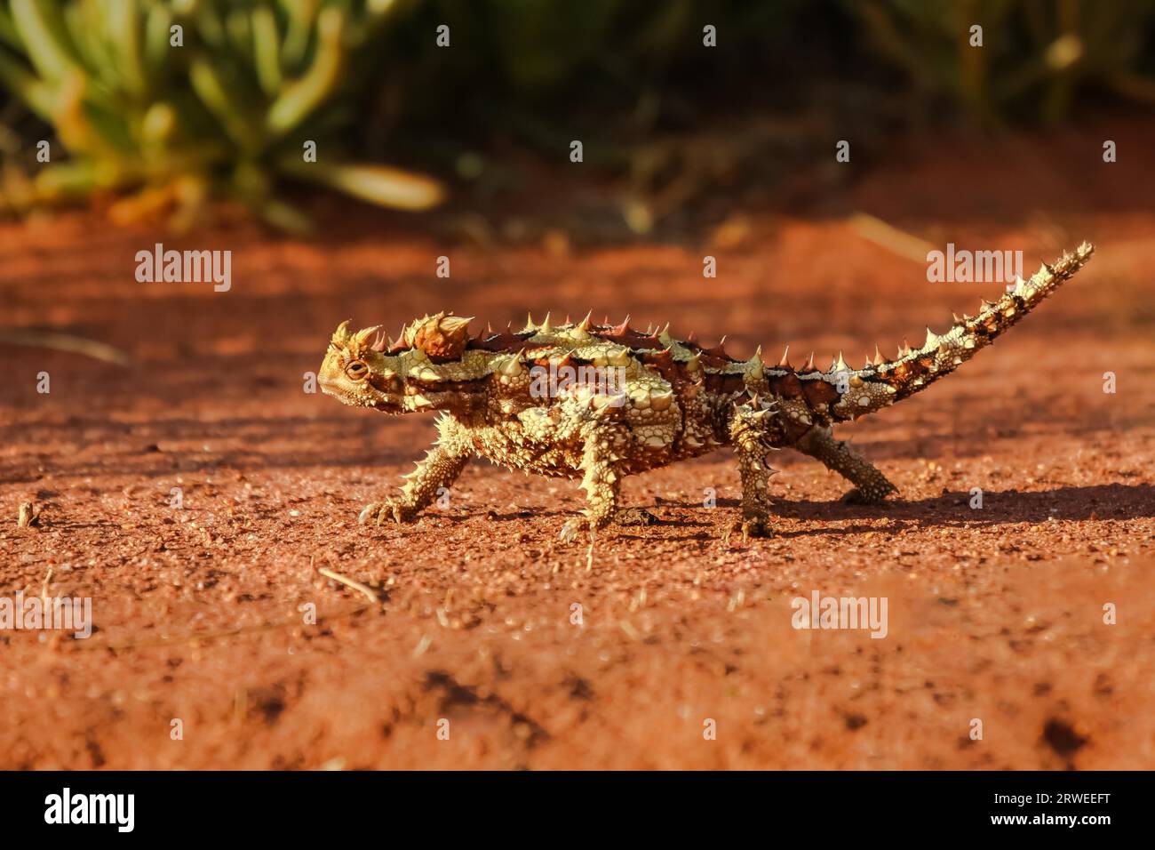 Nahaufnahme eines dornigen Teufels im australischen Outback, Profil, Northern Territory, Australien Stockfoto
