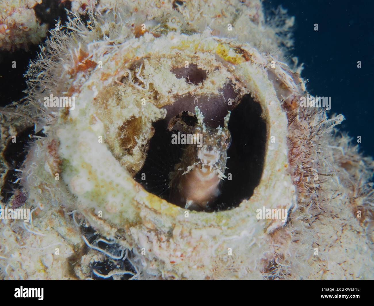 Ein Säbelzahnblenny (Petroscirtes mitratus) besiedelt einen Kunststoffkanister, Meeresmüll, einen Tauchplatz am House Reef, Mangrove Bay, El Quesir und das Rote Meer Stockfoto