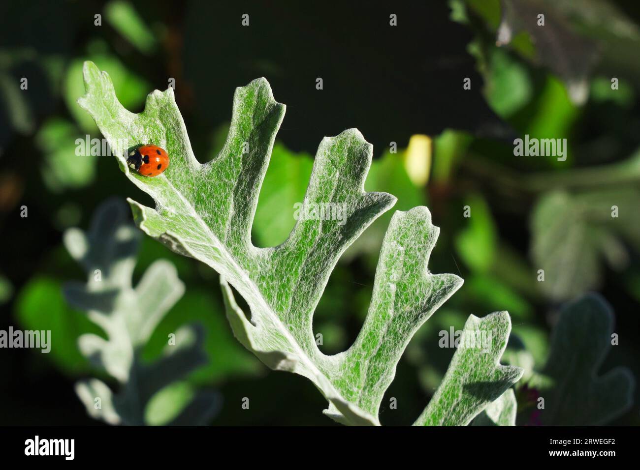 Roter Marienkäfer auf dem Blatt von Jacobaea maritima Stockfoto