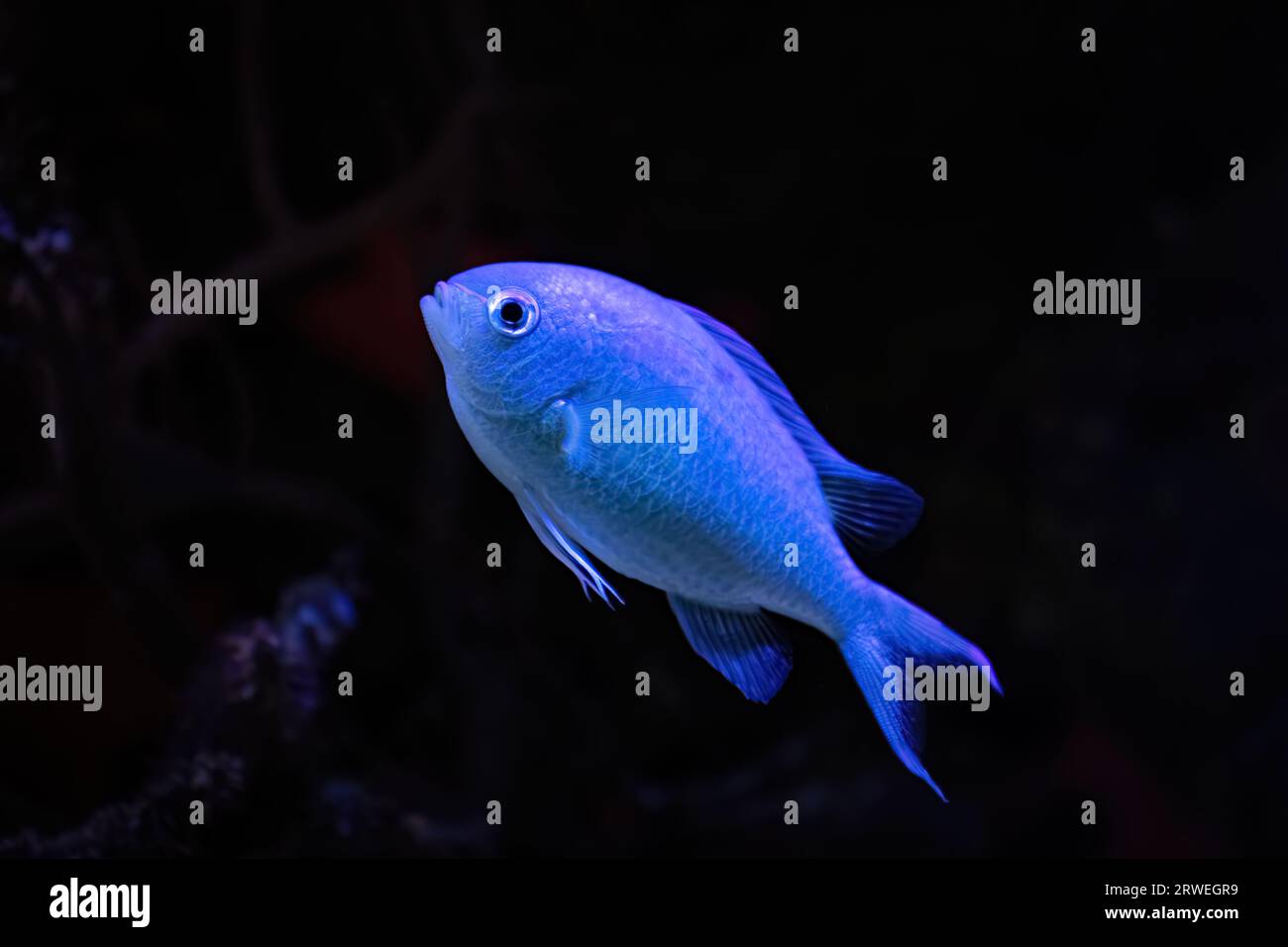 Blau-grüne Chromis Stockfoto