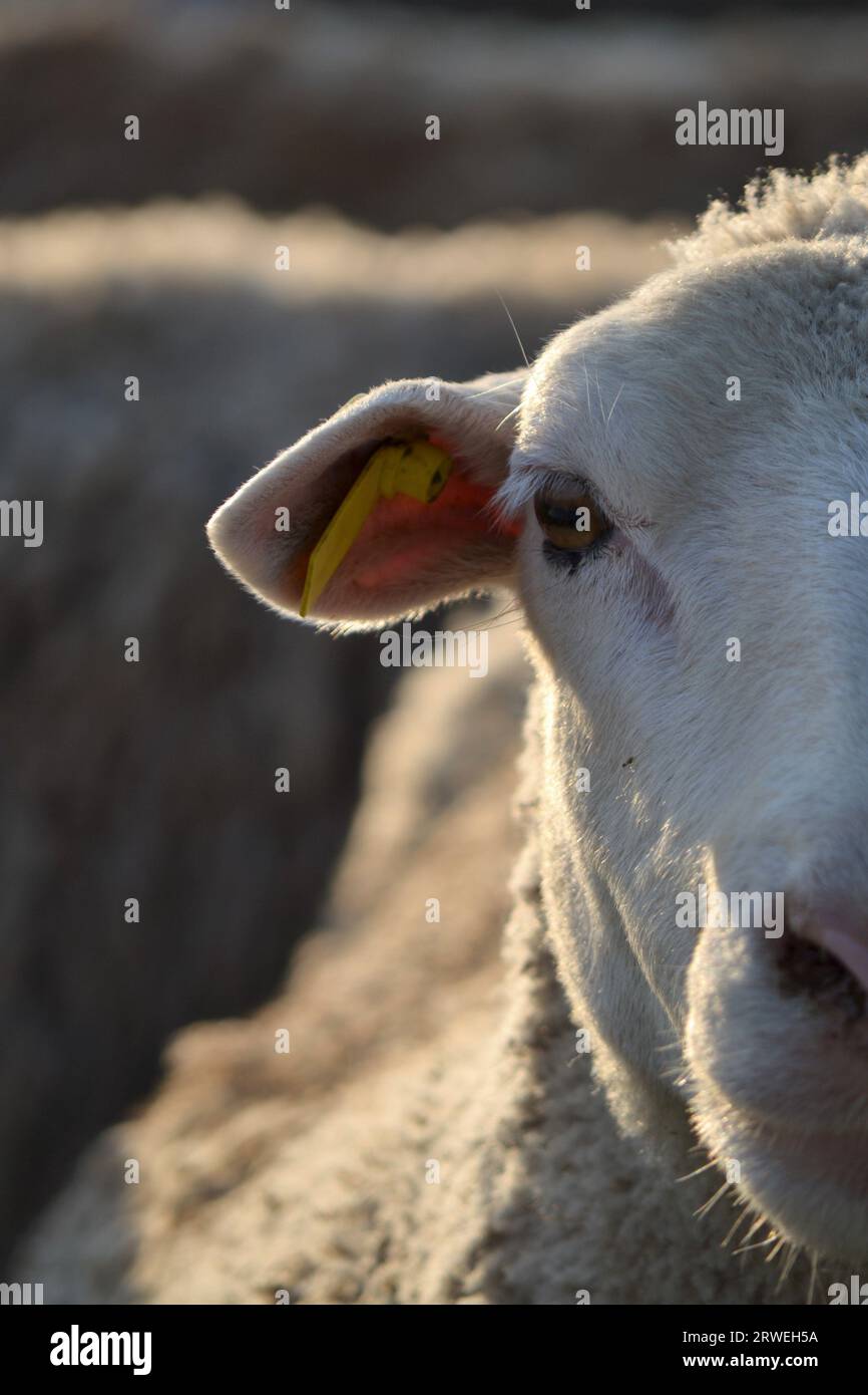 Porträt eines weißen Schafs, das auf einem verschwommenen Hintergrund in die Kamera starrt, wobei die Sonne ihr Wollfell und ihre Merkmale betont. Stockfoto