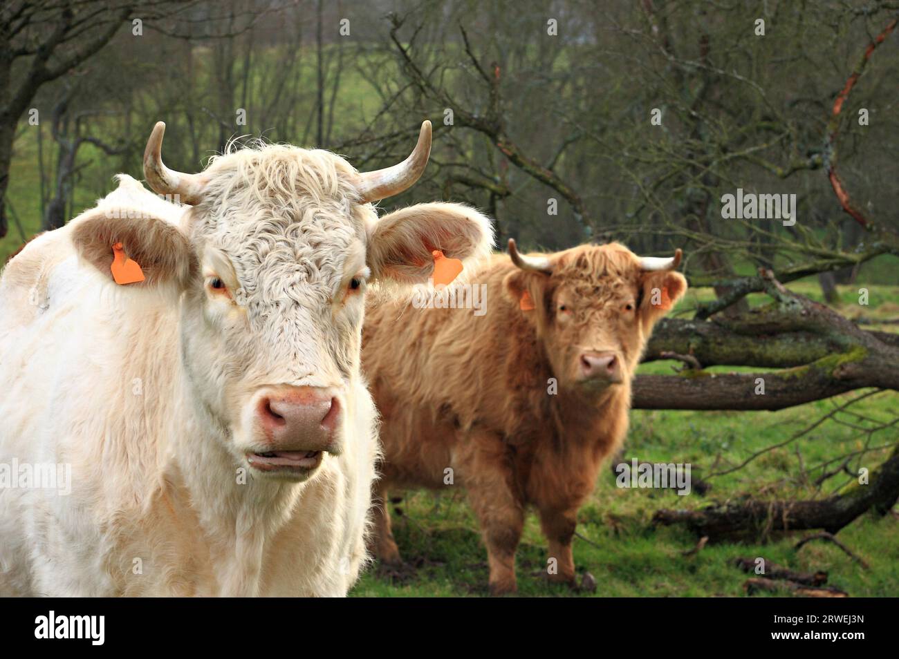 Zwei französische Rinder mit braunem und weißem Fell auf einer Weide Stockfoto