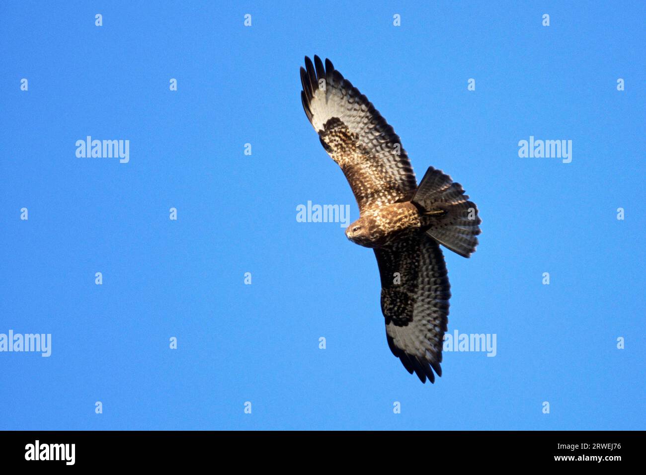 Gemeine Steppenbussarde (Buteo buteo) jagen meist über offene Lebensräume, zum Beispiel über Wiesen und Ackerland (Foto gemeiner Bussard in Stockfoto