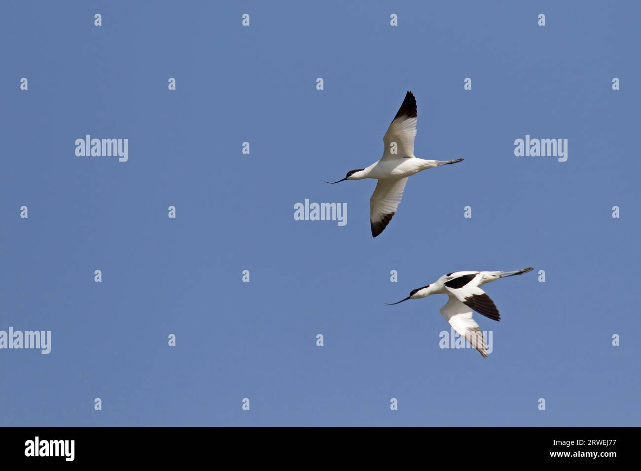 avocet mit schwarzer Kappe (Recurvirostra avosetta) das Erscheinungsbild im Flug ist reinweiß, mit Ausnahme der schwarzen Flügelspitzen (Foto Erwachsene Vögel im Flug) Stockfoto