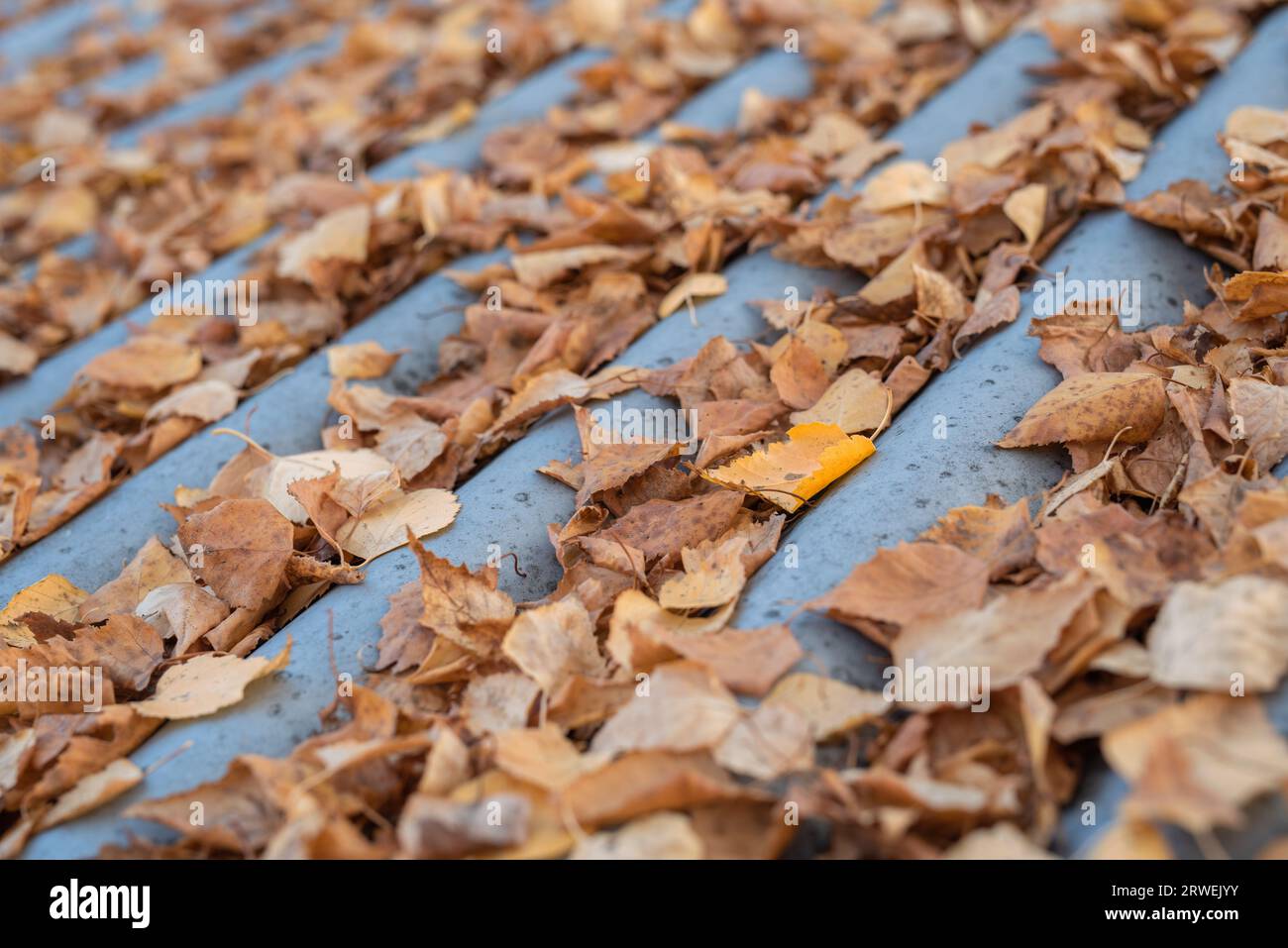 Trockene Herbstblätter auf welligem Dach Stockfoto