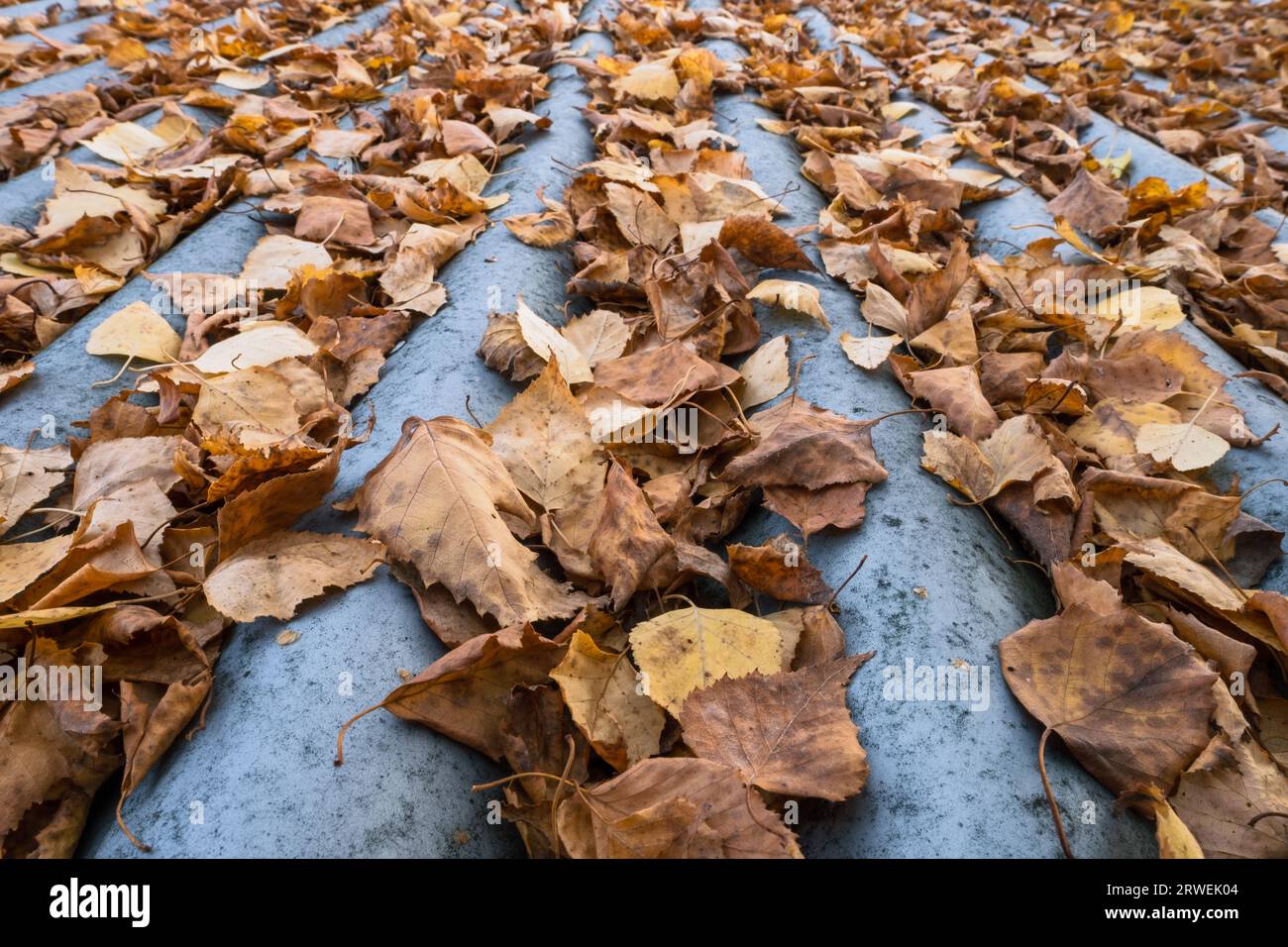 Trockene Herbstblätter auf welligem Dach Stockfoto