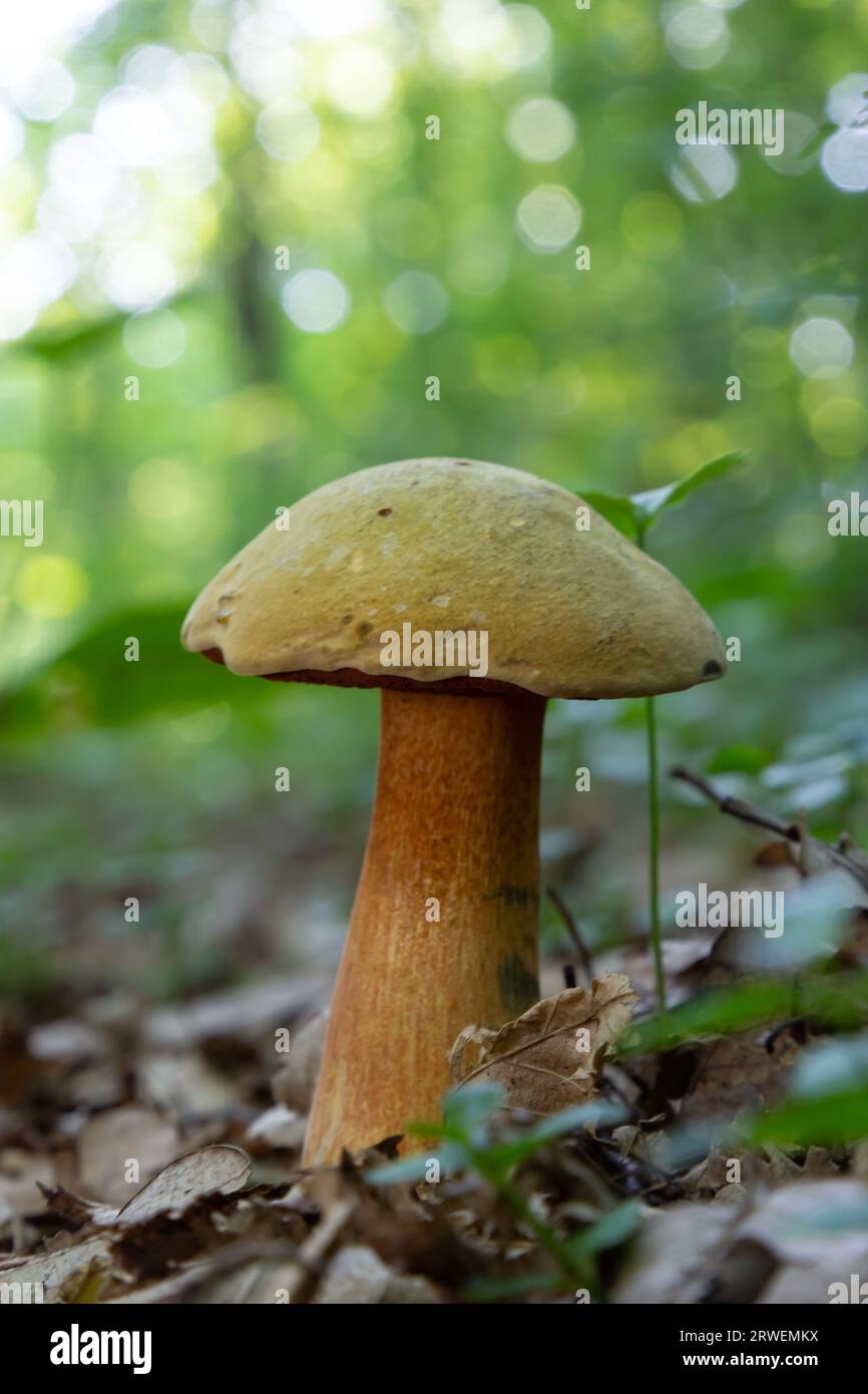 Suillellus luridus, früher Boletus luridus, gemeinhin bekannt als der lausige Bolet mit Waldbäumen im Hintergrund. Stockfoto